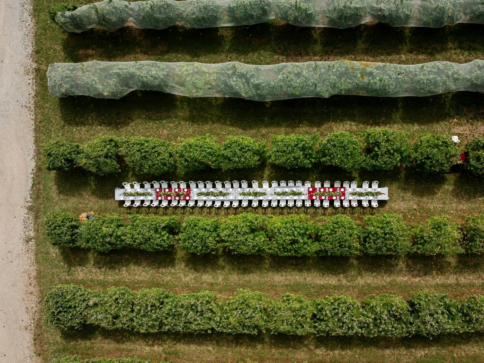 From Tree to Table – A Progressive Orchard Lunch