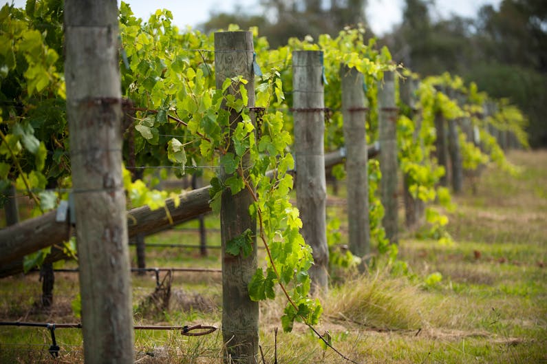 Image of the event 'Shaw Wines Vineyard Experience'