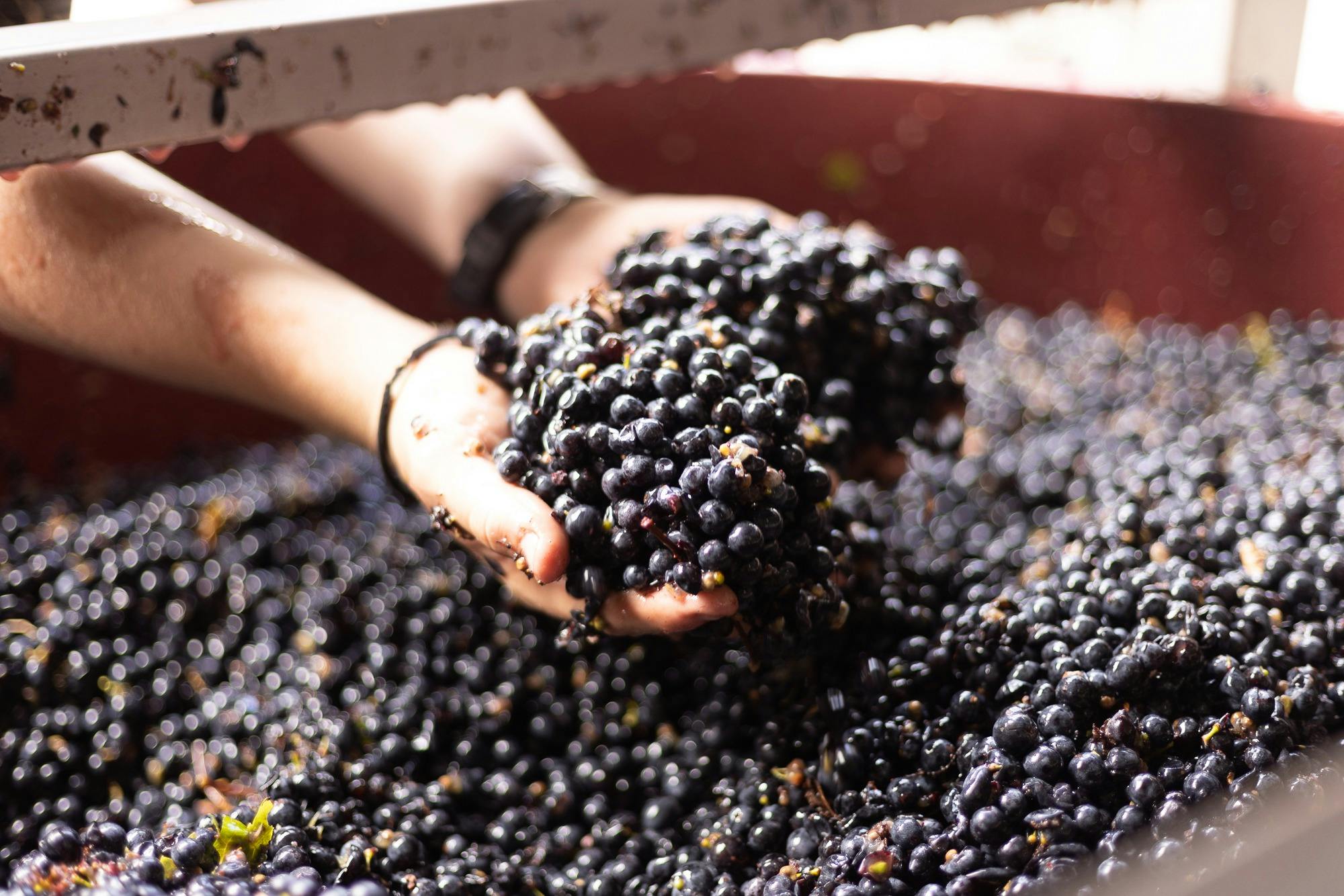 Hands holding freshly harvested dry-grown Pinot Noir grapes during vintage at Steels Gate  Wines