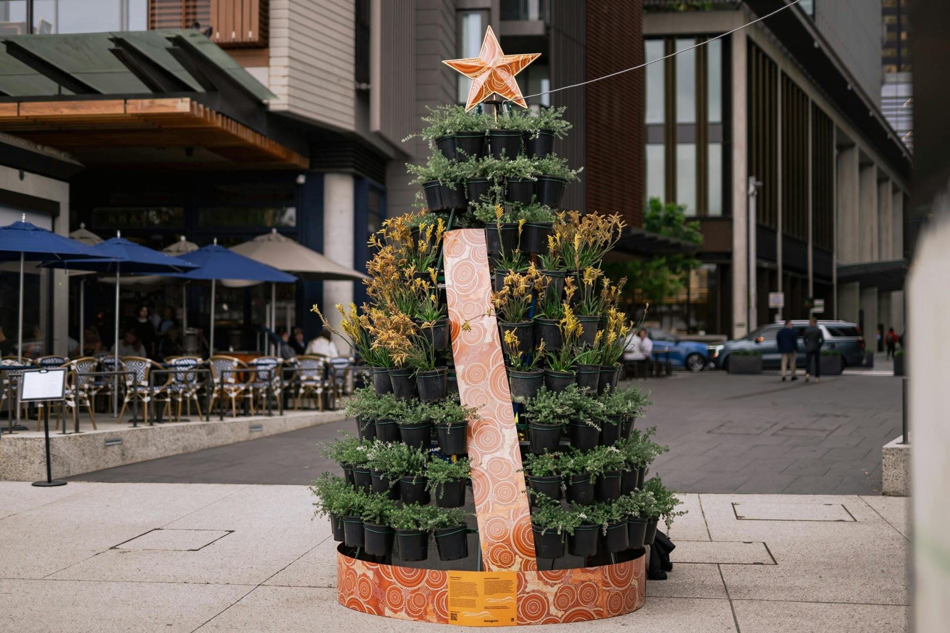 Barangaroo’s Native Living Christmas Trees