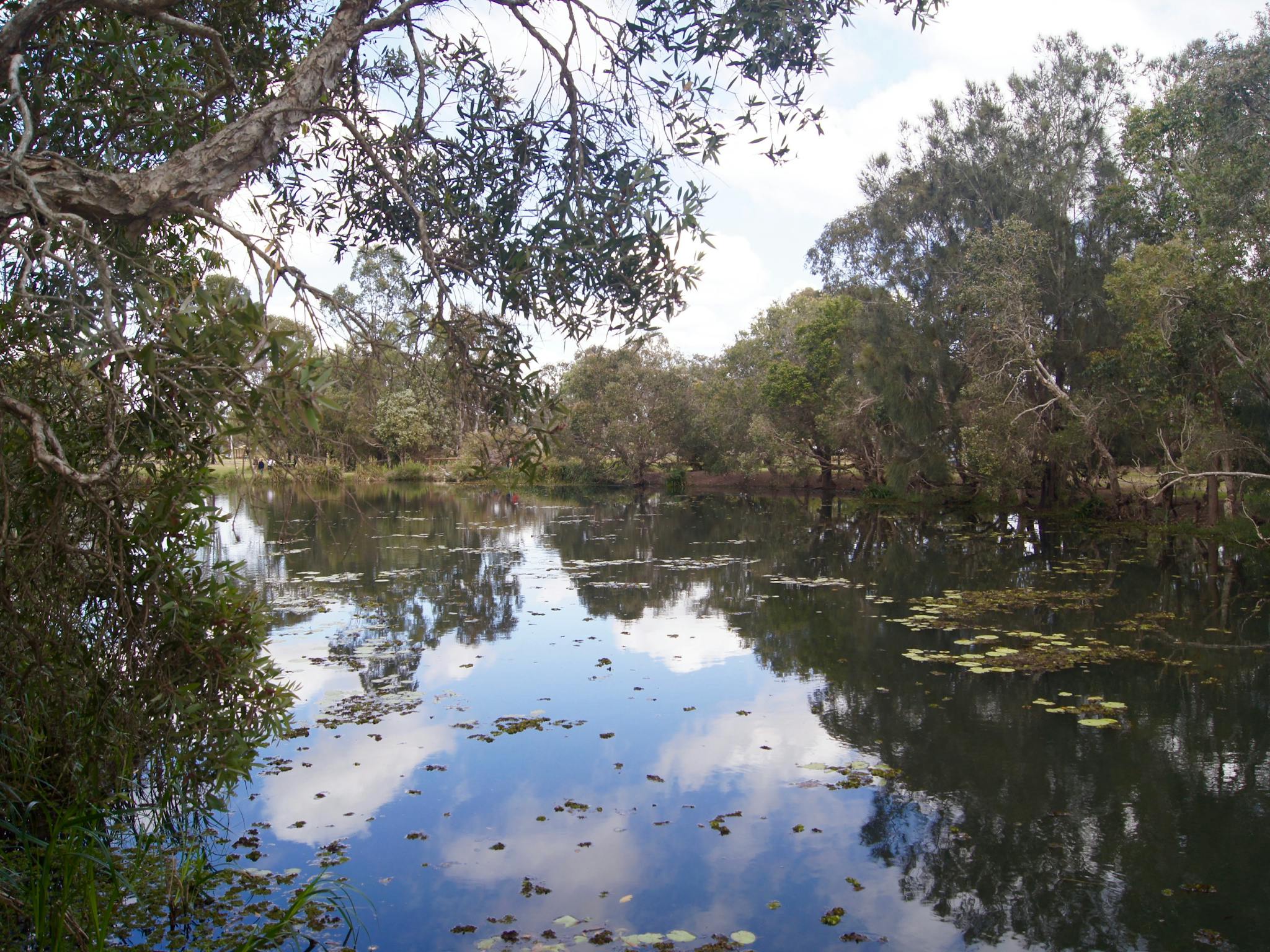 Baldwin Swamp