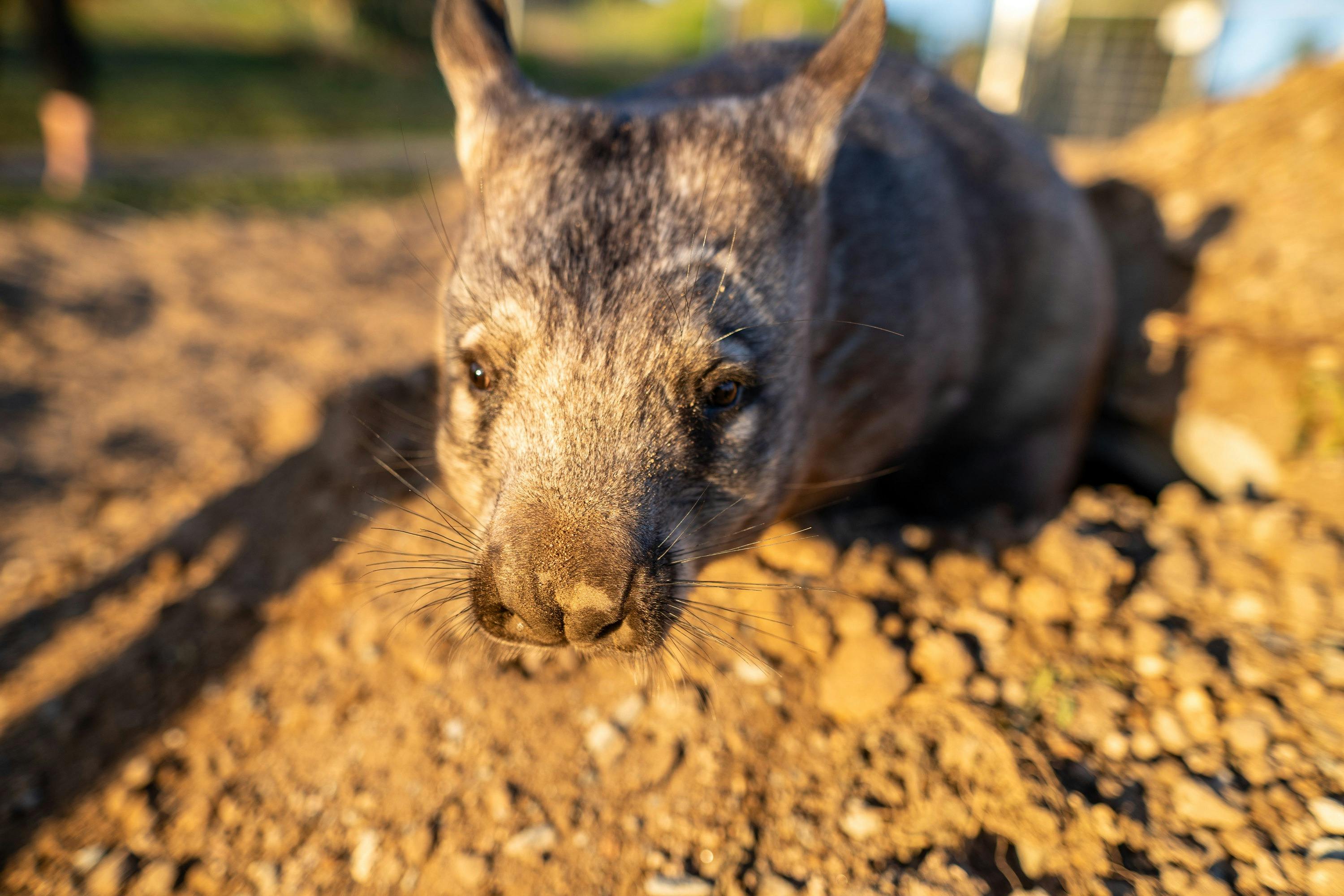 Wombat Kangaroo Sunset Supper Safari - Port Lincoln
