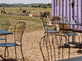 Seating in the courtyard at Quentin Park Alpacas Cafe