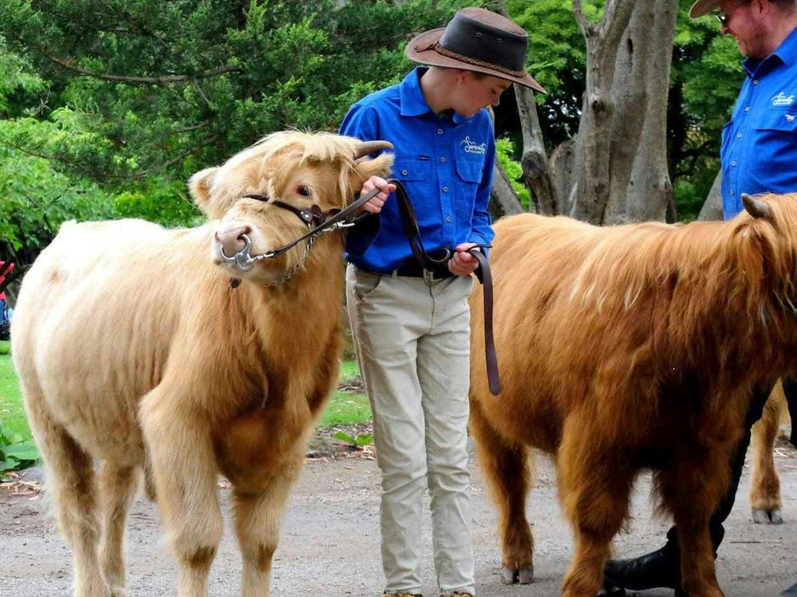 Person in blue t-shirt, white pants and akubra hat, is holding two brown fluffy cows on a leash