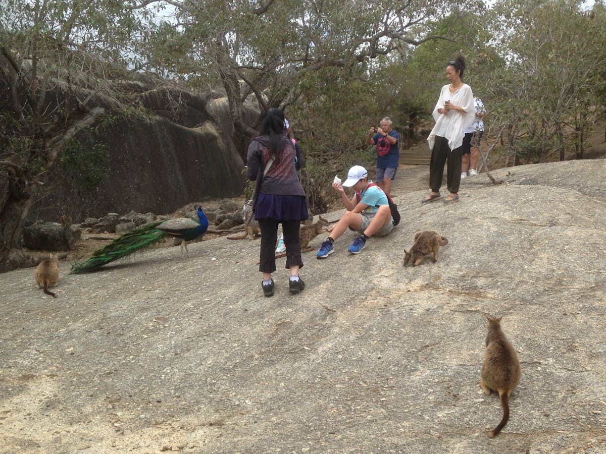 These animals are endemic to the Mareeba Area.