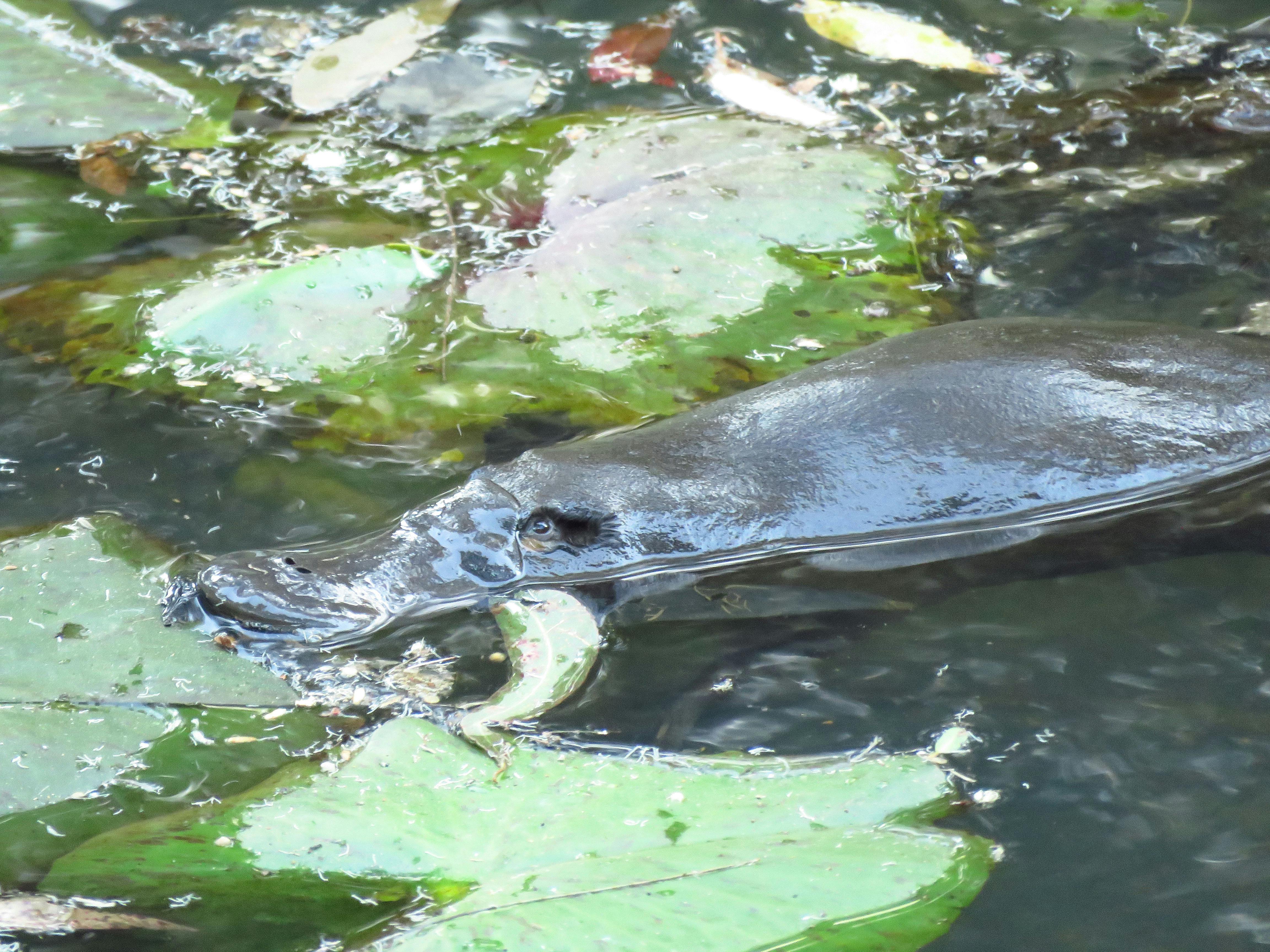 Platypus