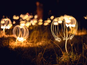 Trail of Lights