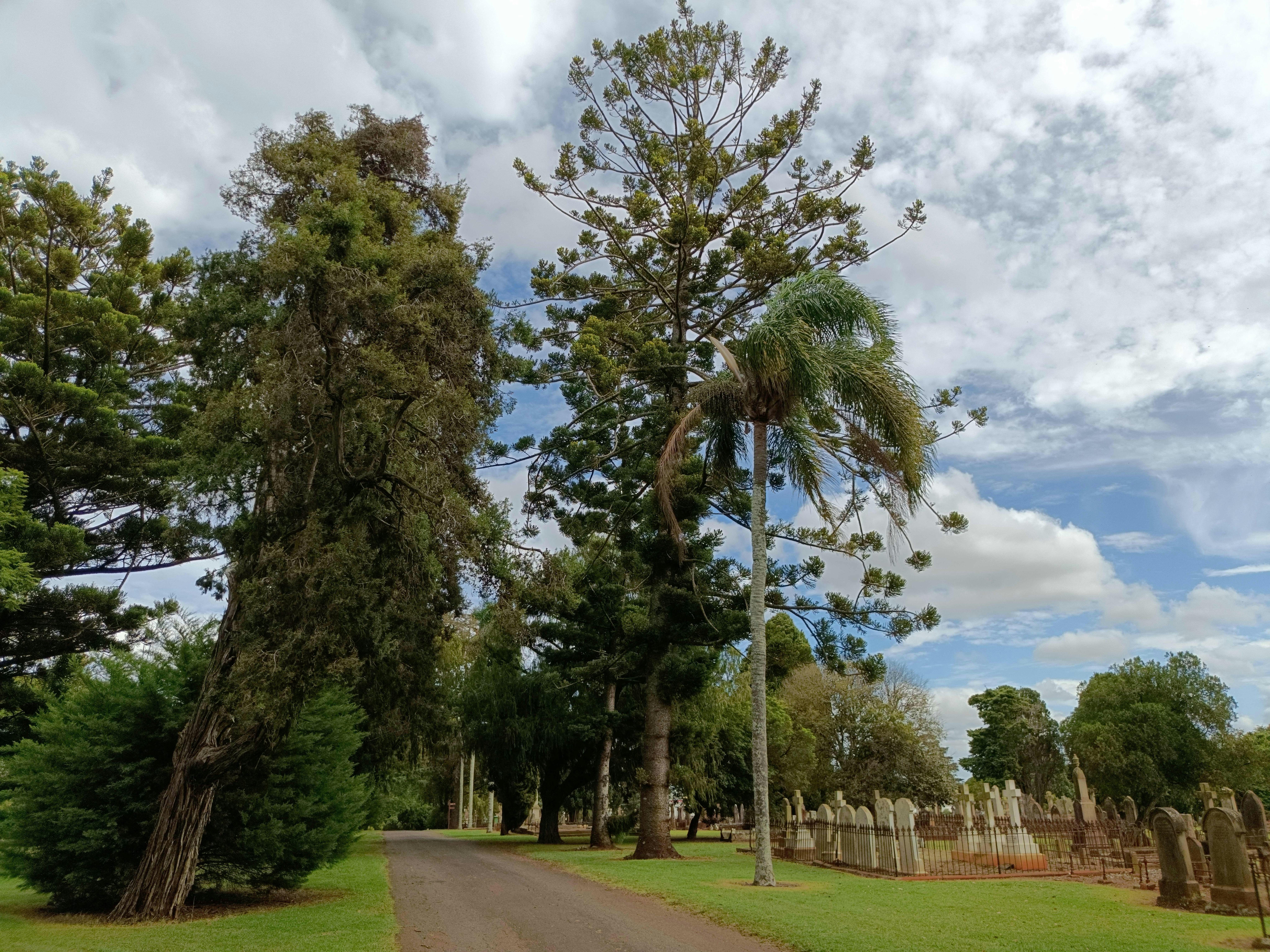 Tall trees line a cemetery avenue, with historic headstones beside them.