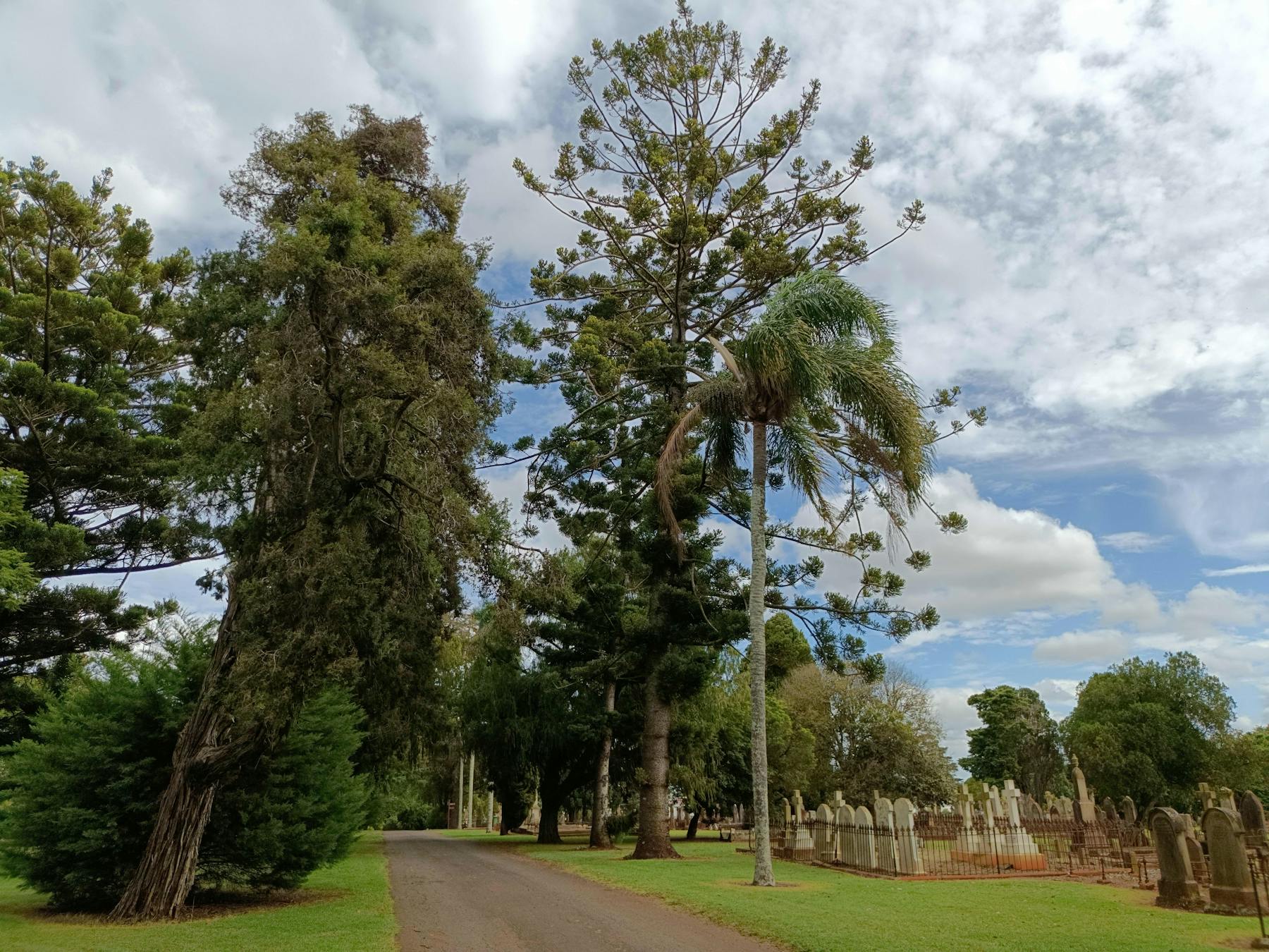 Tall trees line a cemetery avenue, with historic headstones beside them.