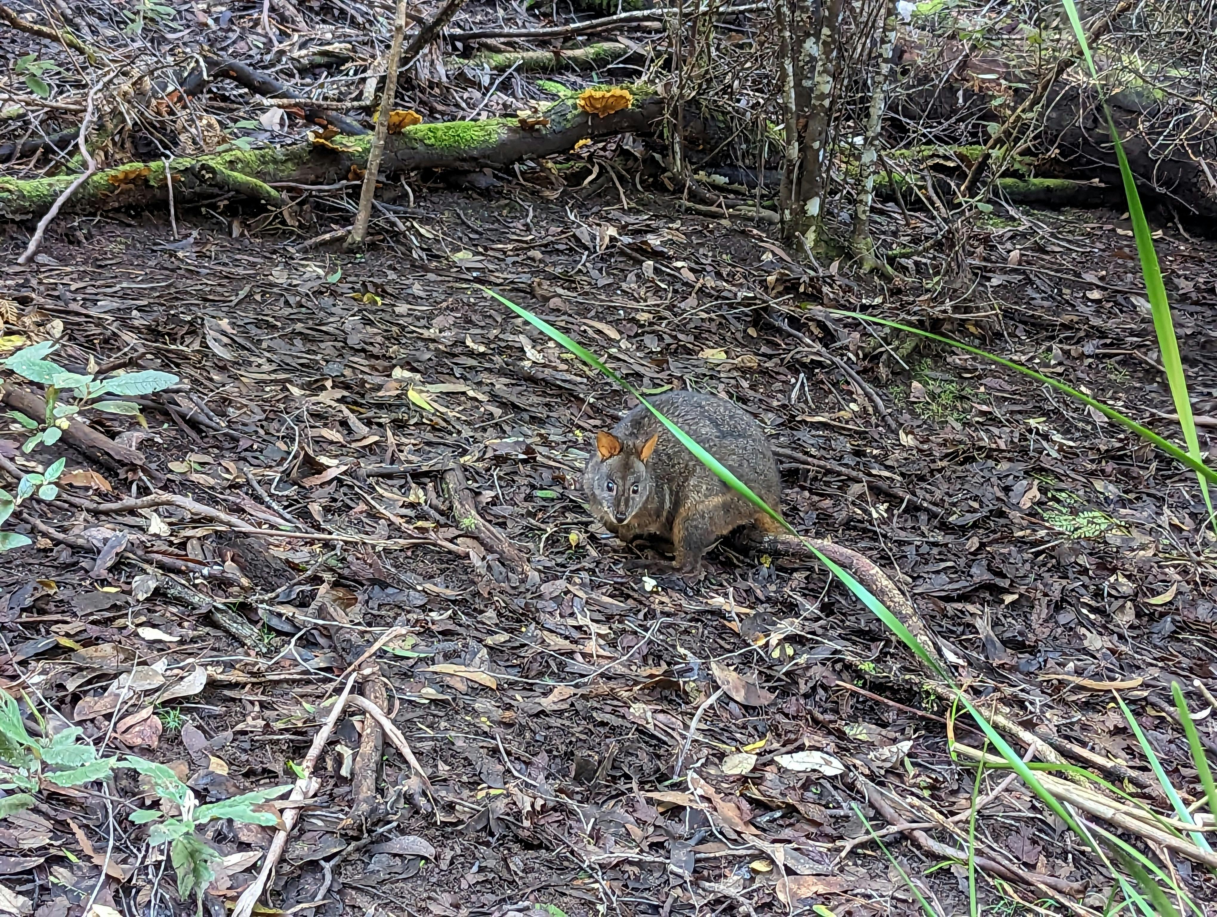 Pademelon