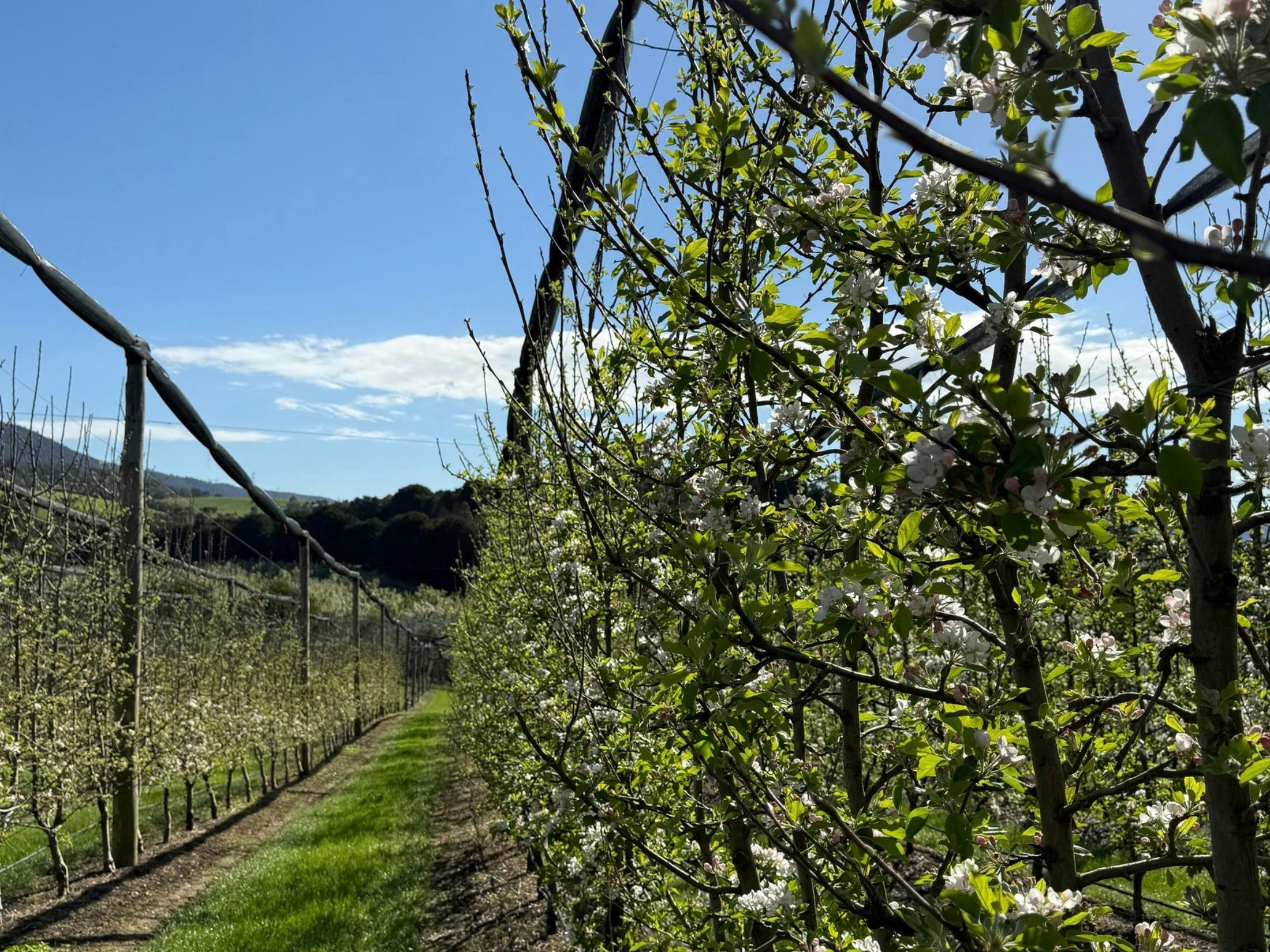 A photo of a row of apple trees with pink and white blossoms