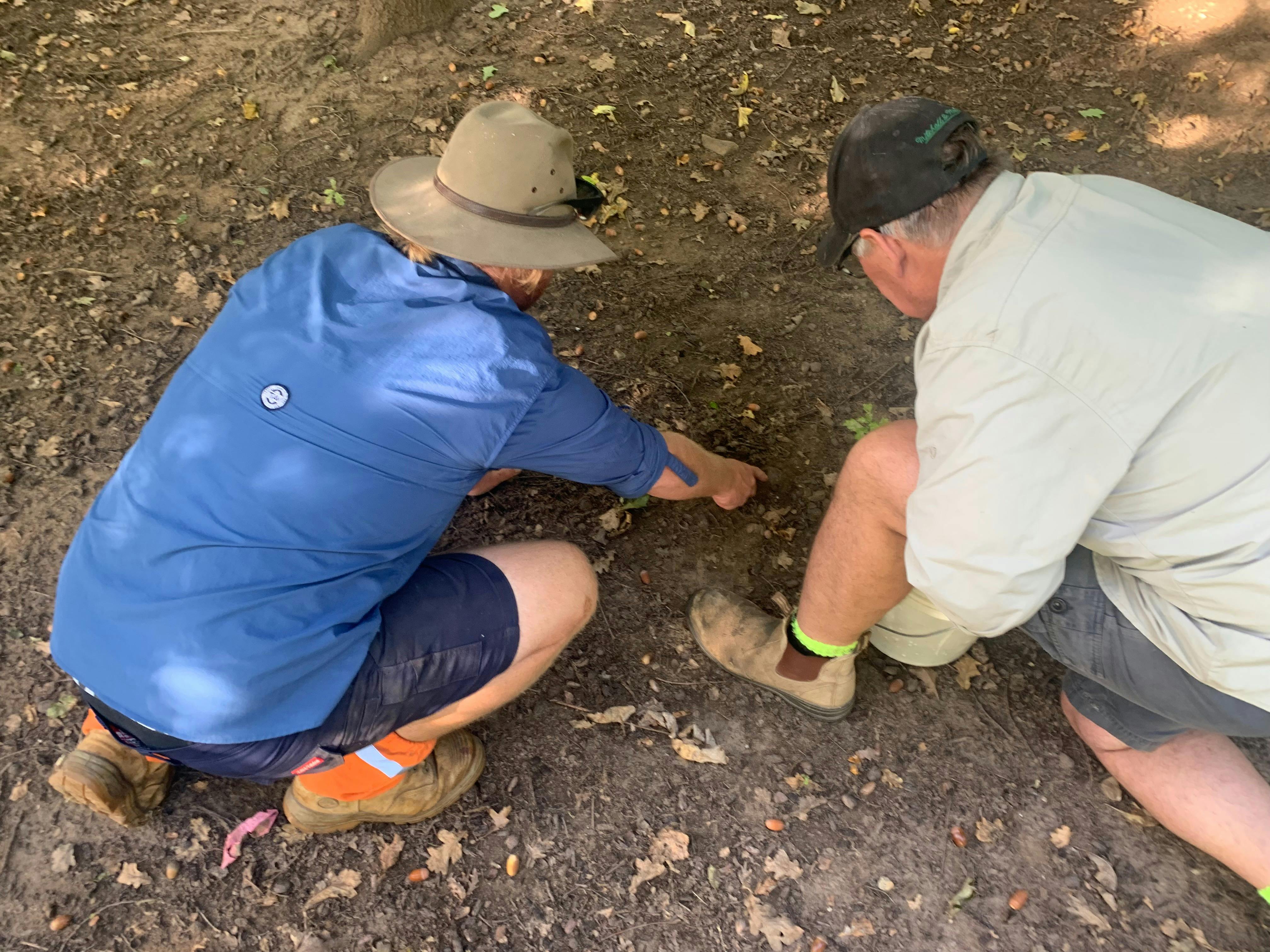 OakShade Truffle Hunting