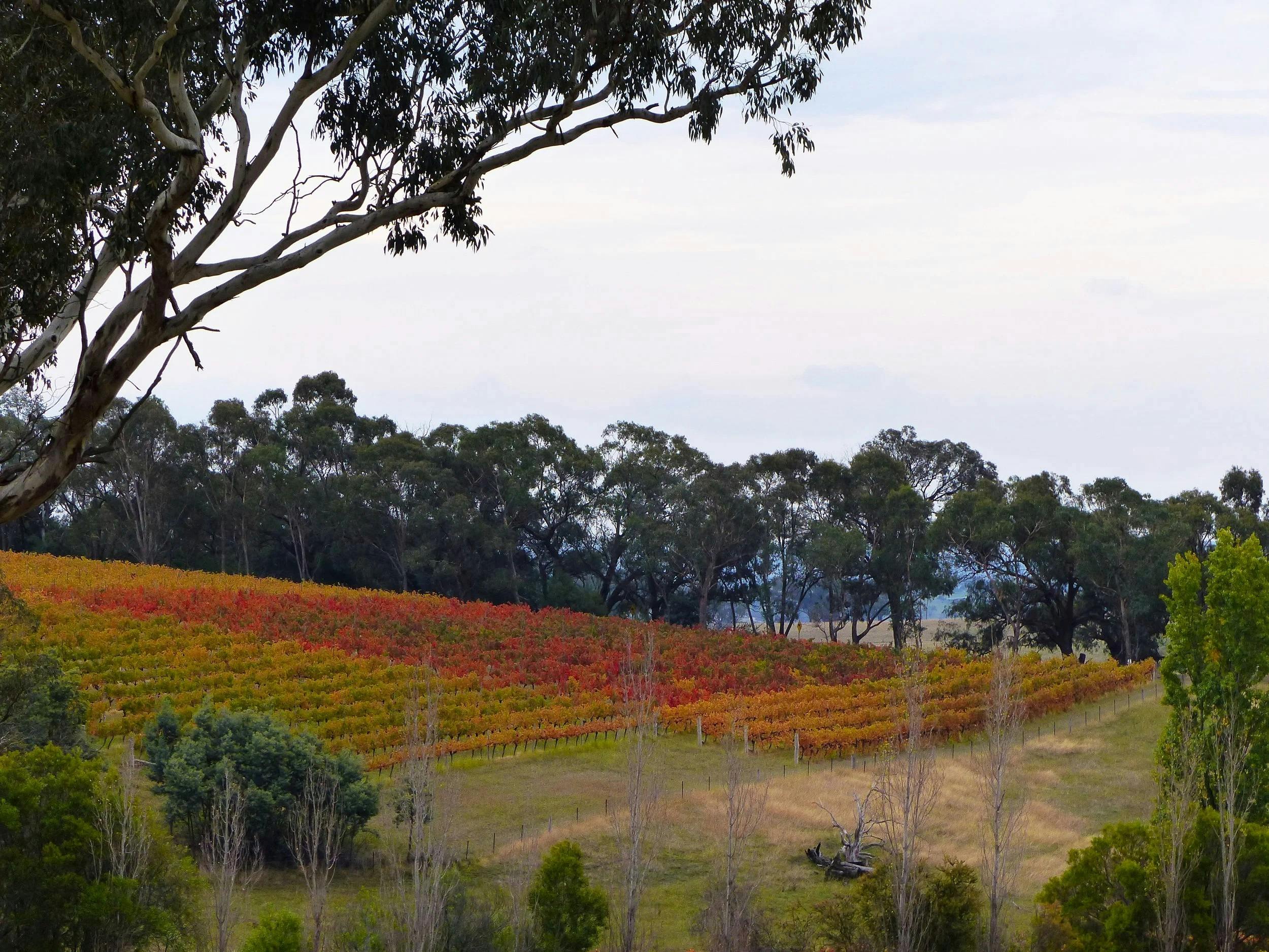 Vines
