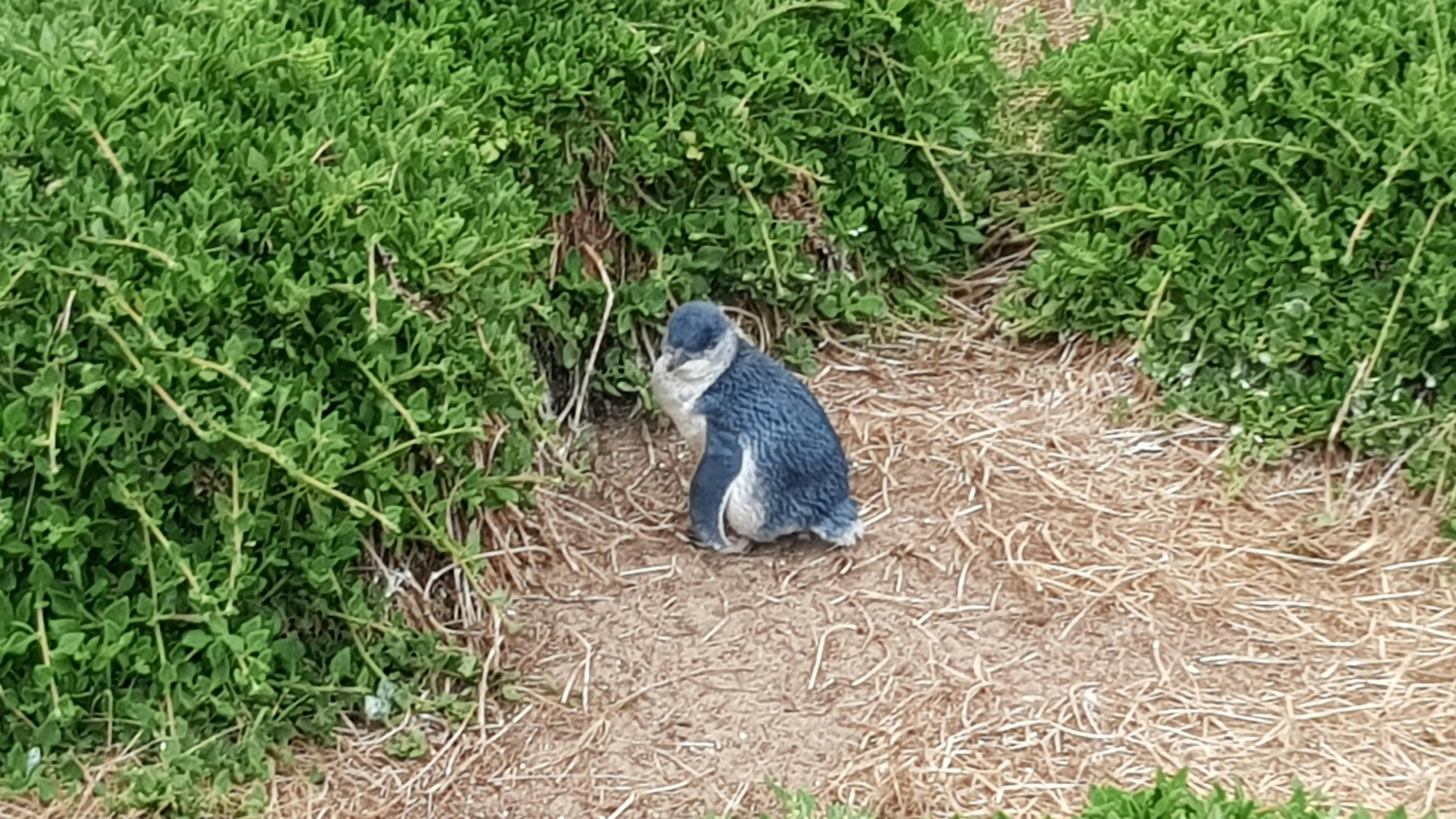 Penguin @ The Nobbies