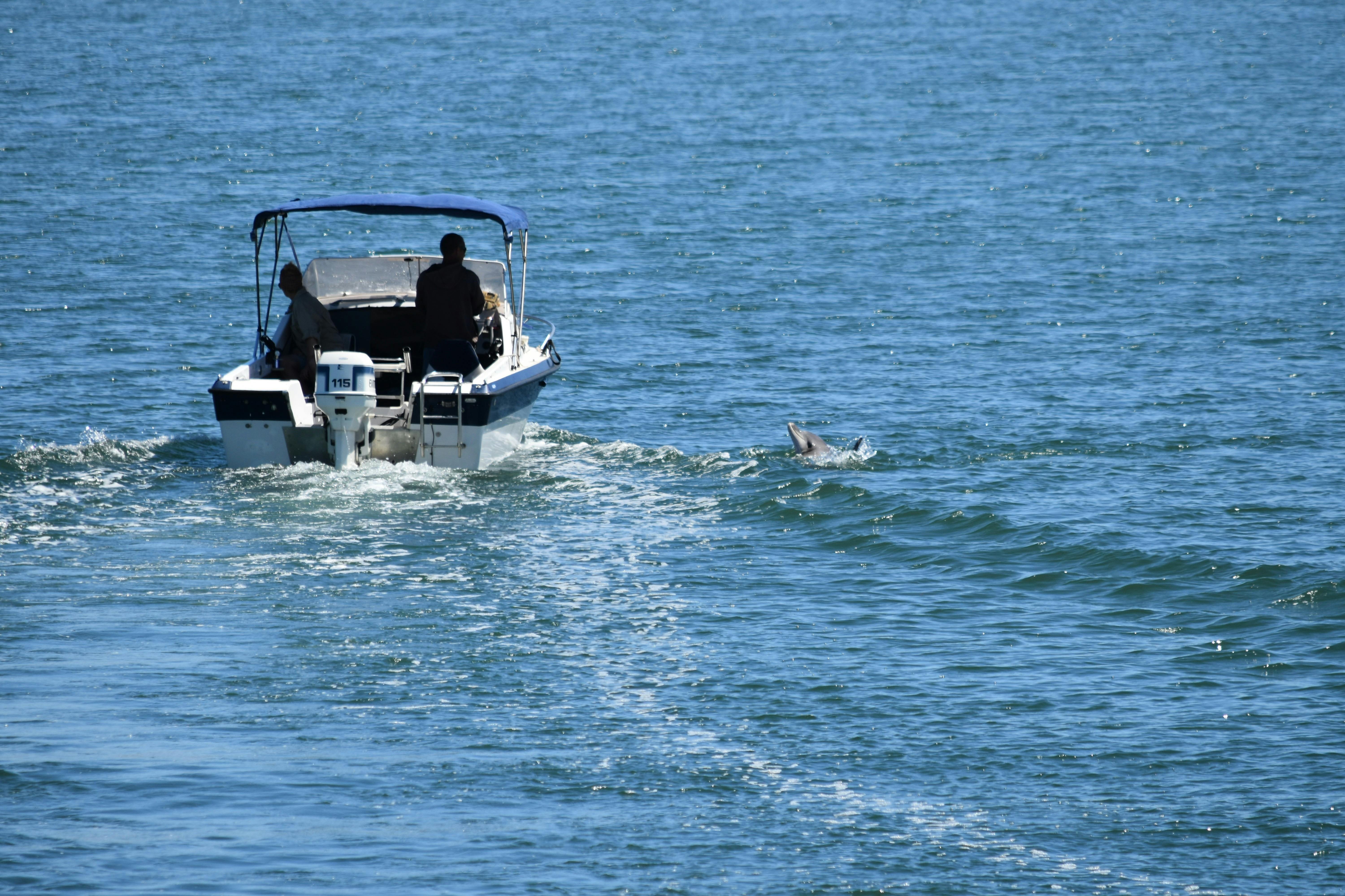 Boat and Dolphin