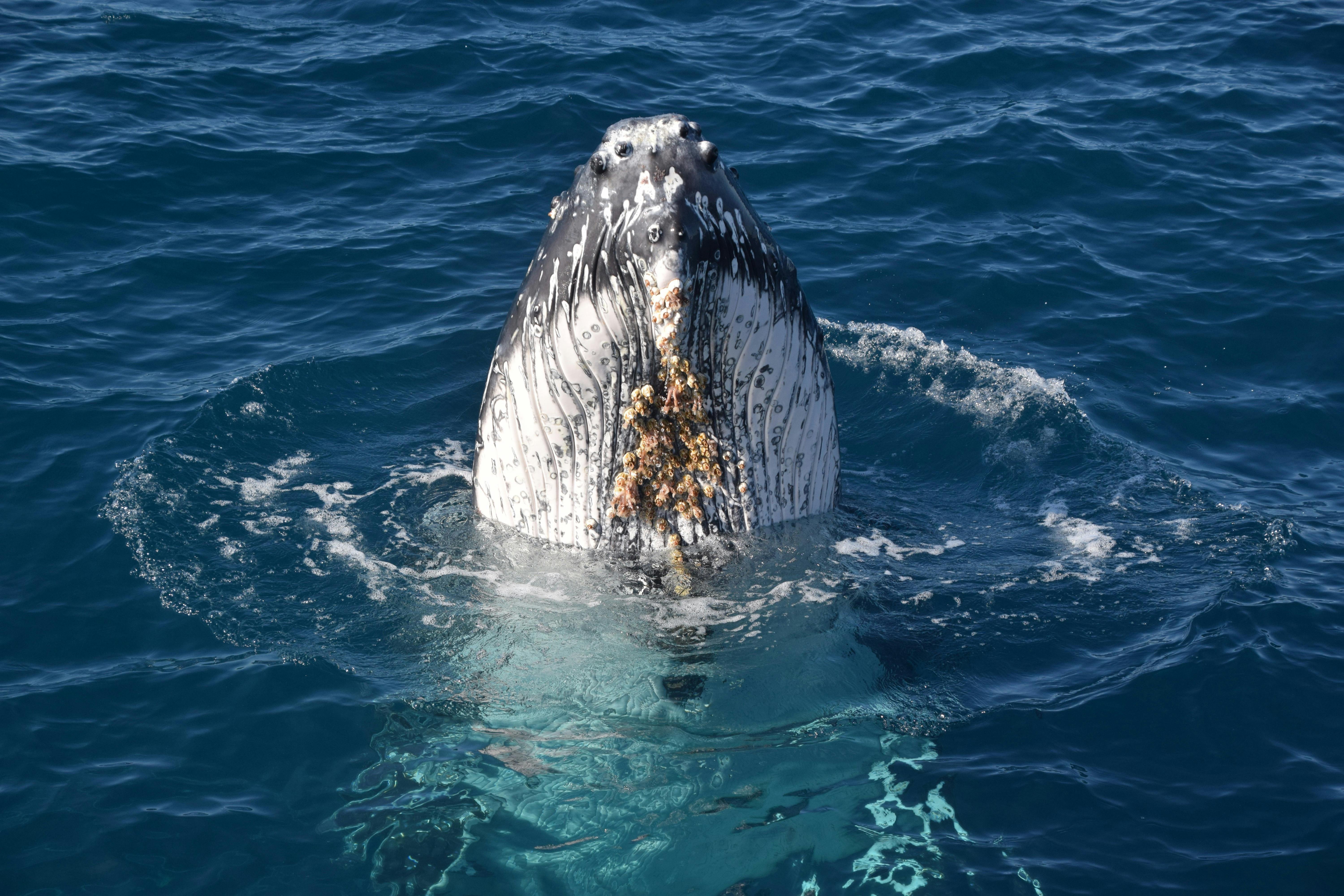 Humpback Whale close to the back of Whale One doing a Spy Hop