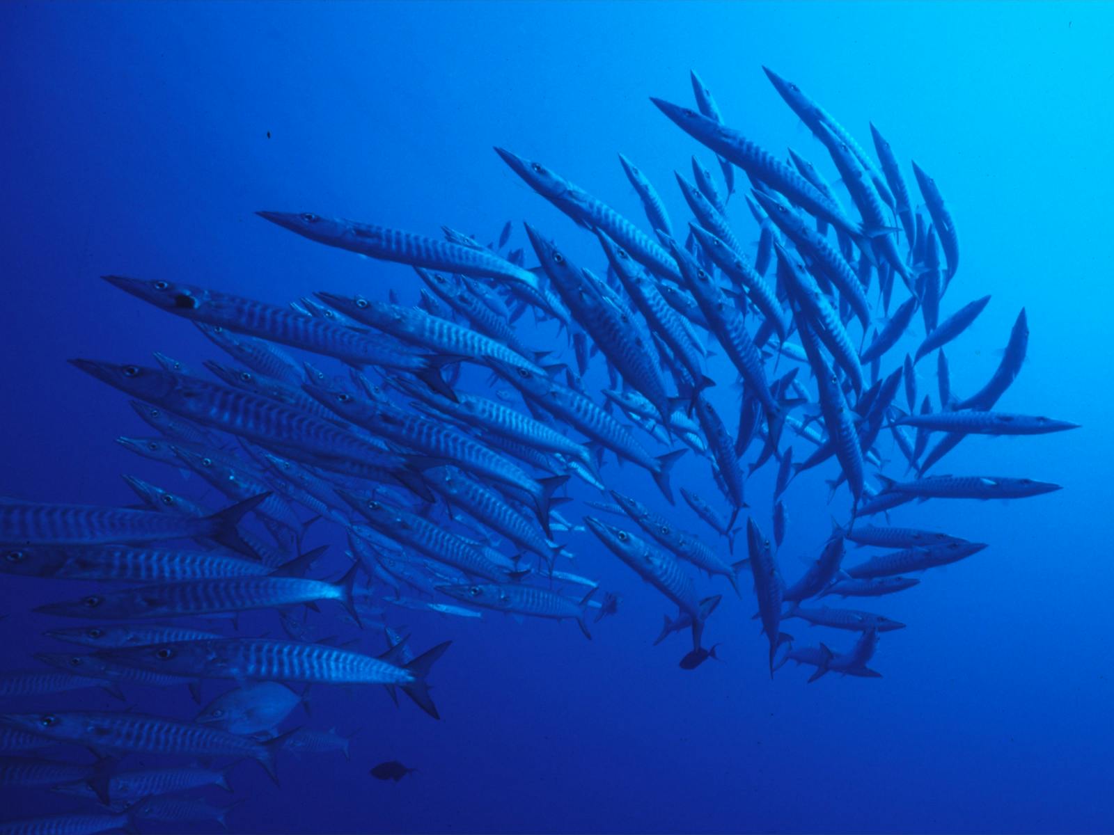 Barracuda on the Yongala Wreck
