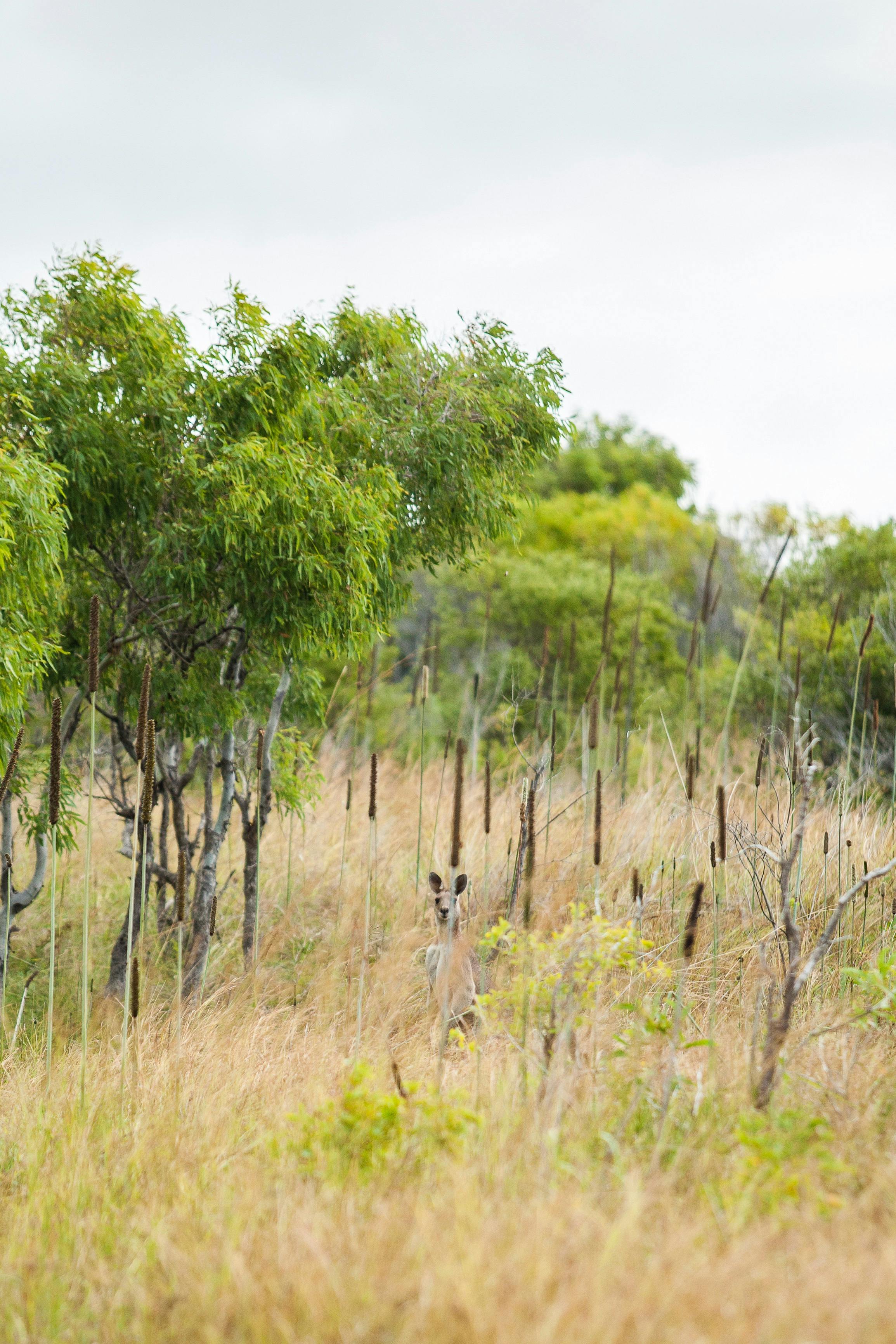 Kangaroo camouflaged among bushland at Cape Palmerston