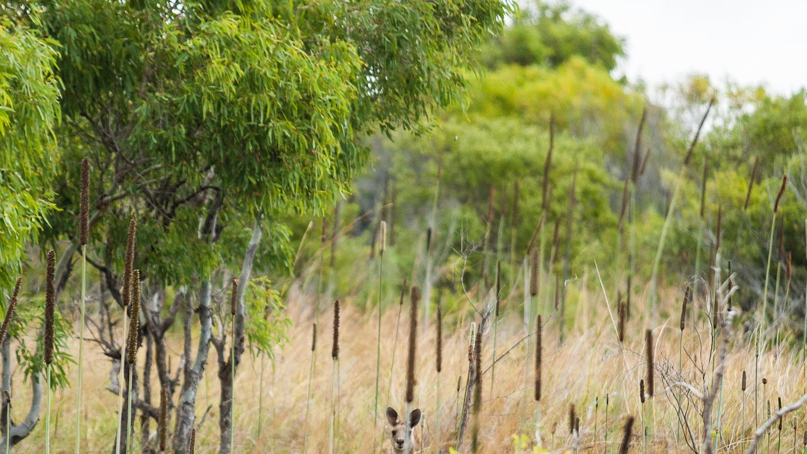 A Natural Adventure through The Mackay Region