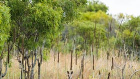Kangaroo camouflaged among bushland at Cape Palmerston
