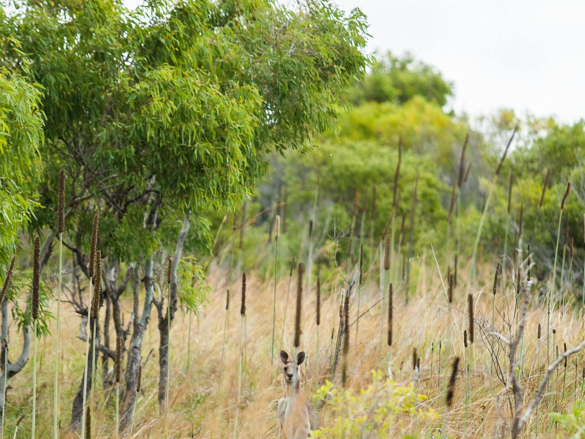 Kangaroo camouflaged among bushland at Cape Palmerston Kangaroo camouflaged among bushland at Cape Palmerston