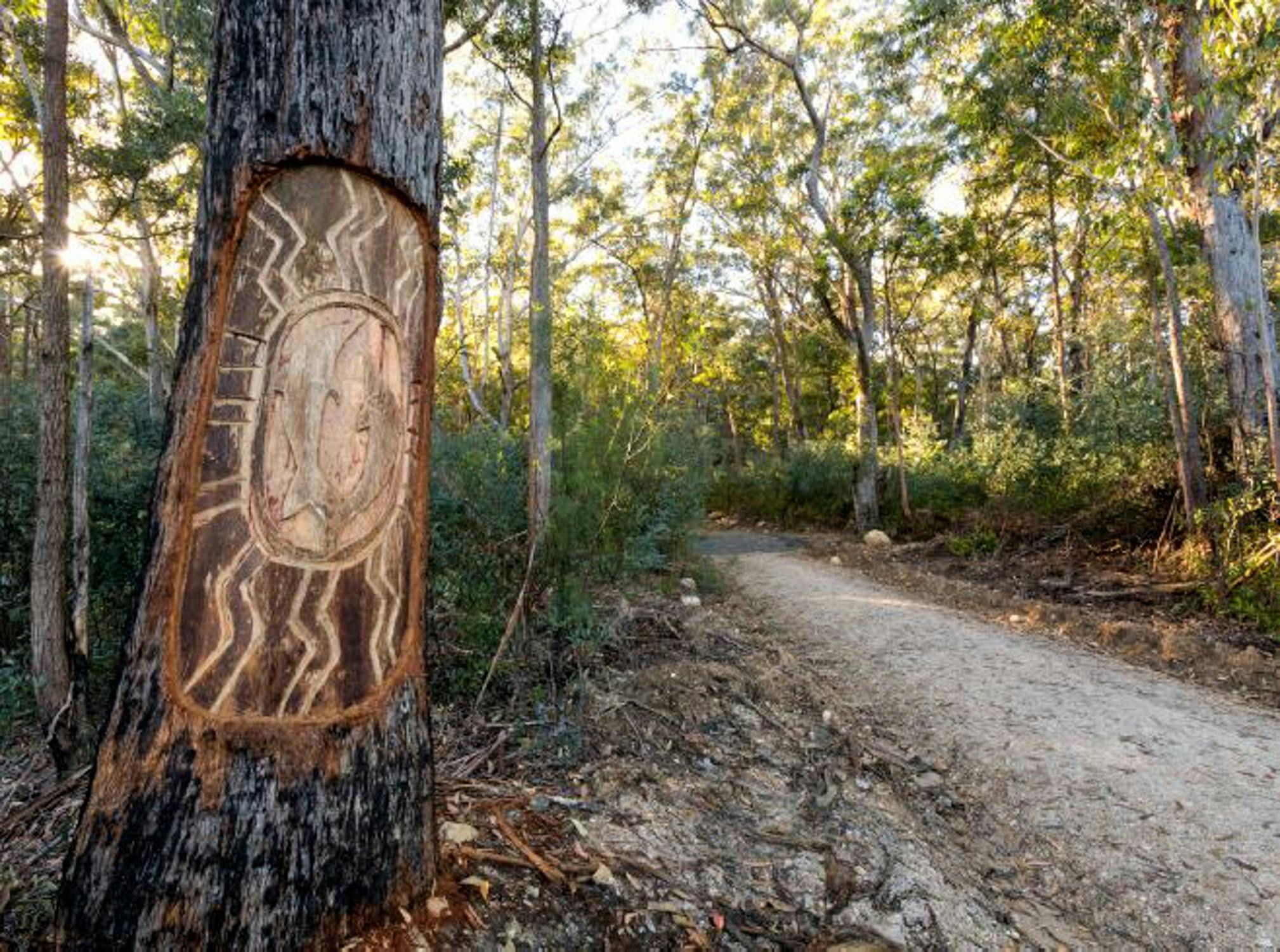 불라델라 주립 숲으로 향하는 도로에 있는 나무 조각