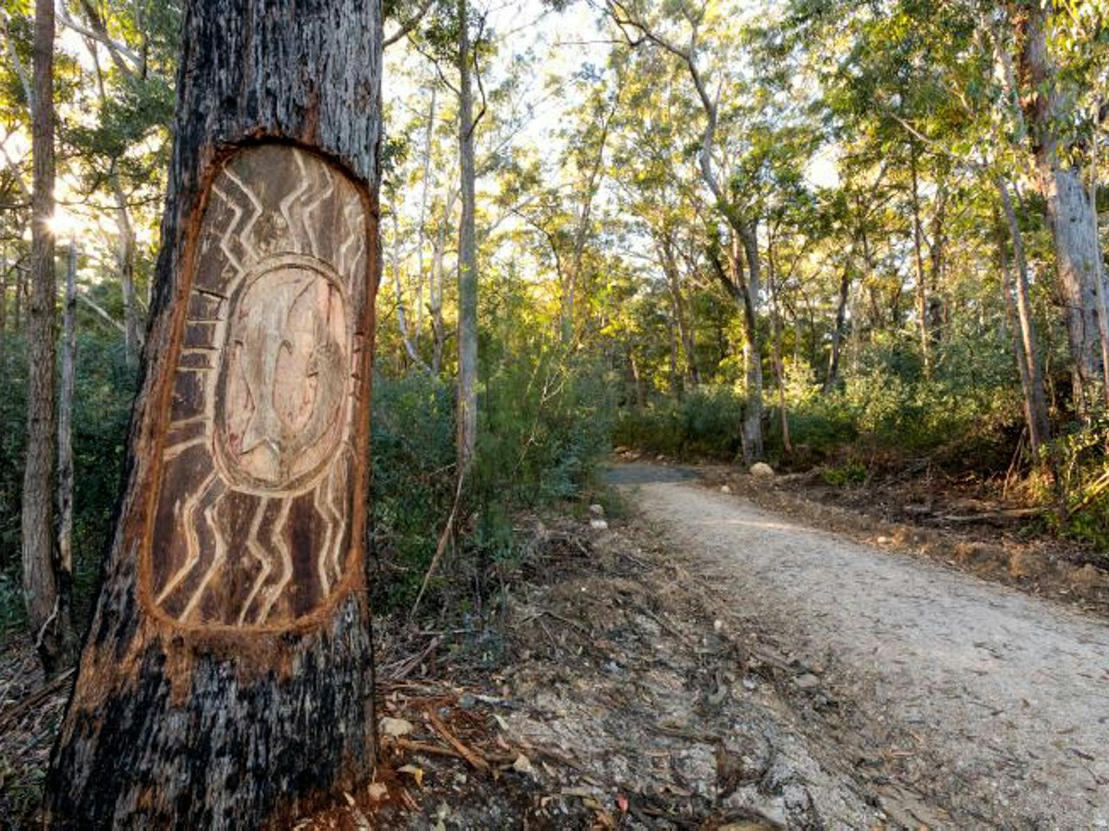 Tree carving on road into Bulahdelah State FOrest