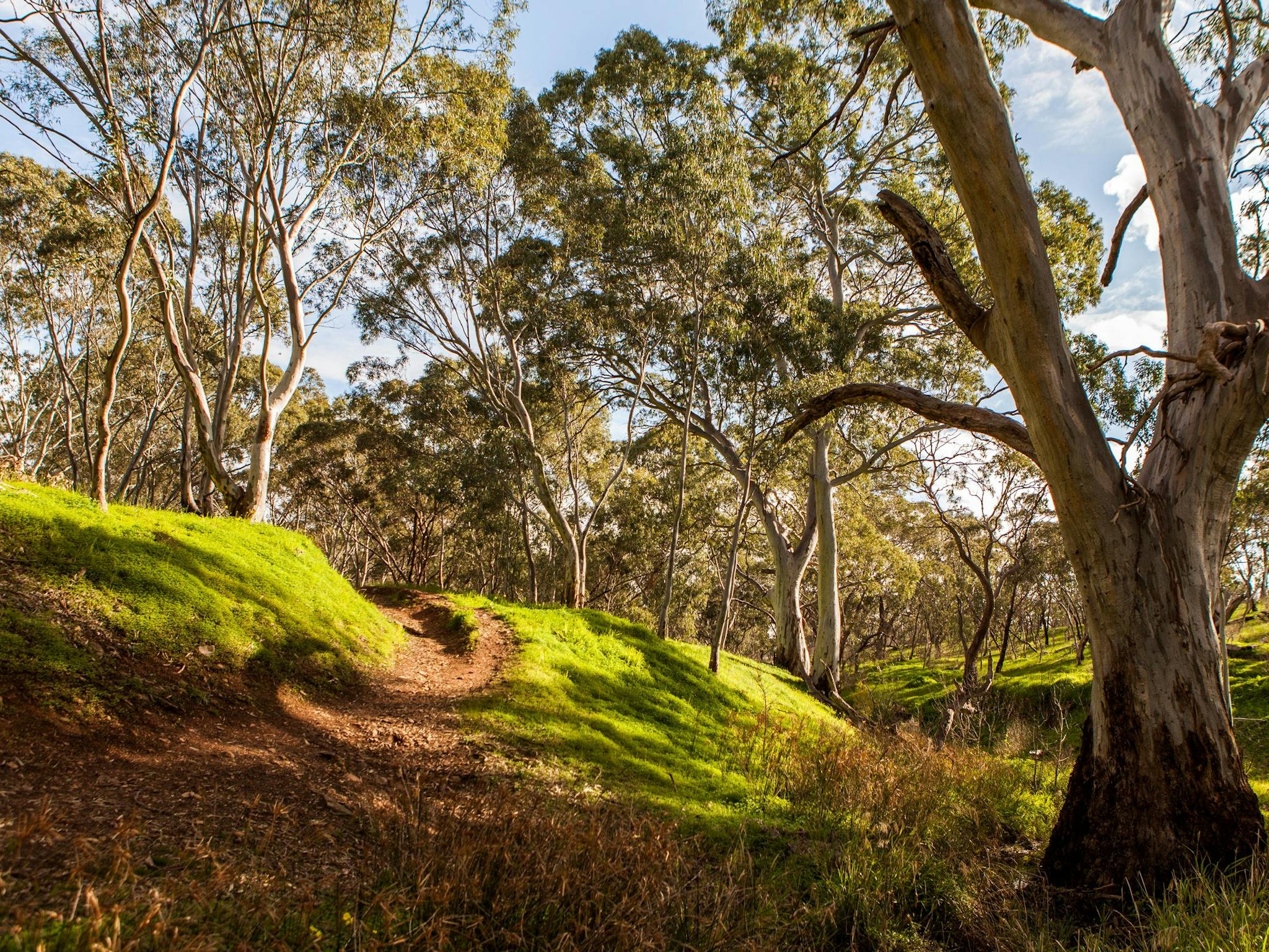 shepherds hill