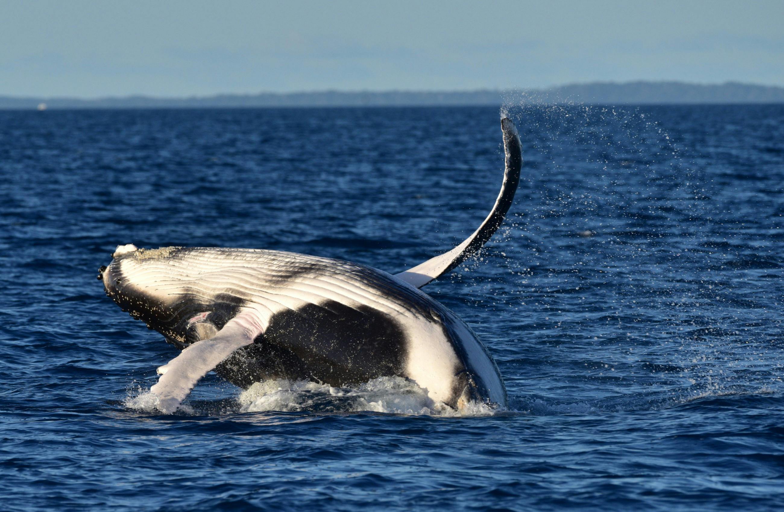 Relatively newborn calf showing off how to breach near Whalesong Cruises