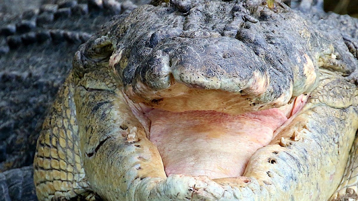 Boss crocodile, Scarface the King of the Daintree. He has been the boss croc for 26 years.