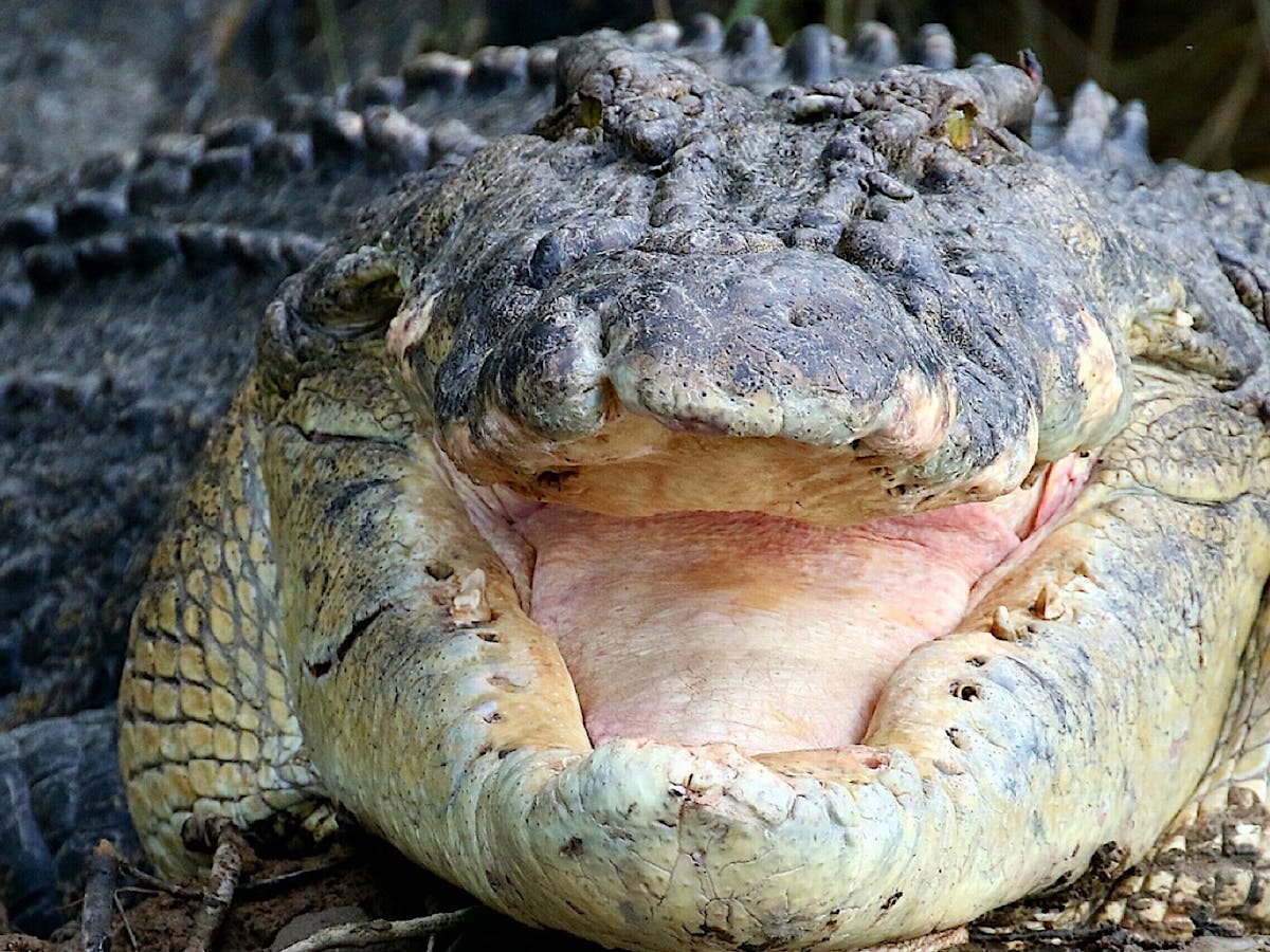Boss crocodile, Scarface the King of the Daintree. He has been the boss croc for 26 years.