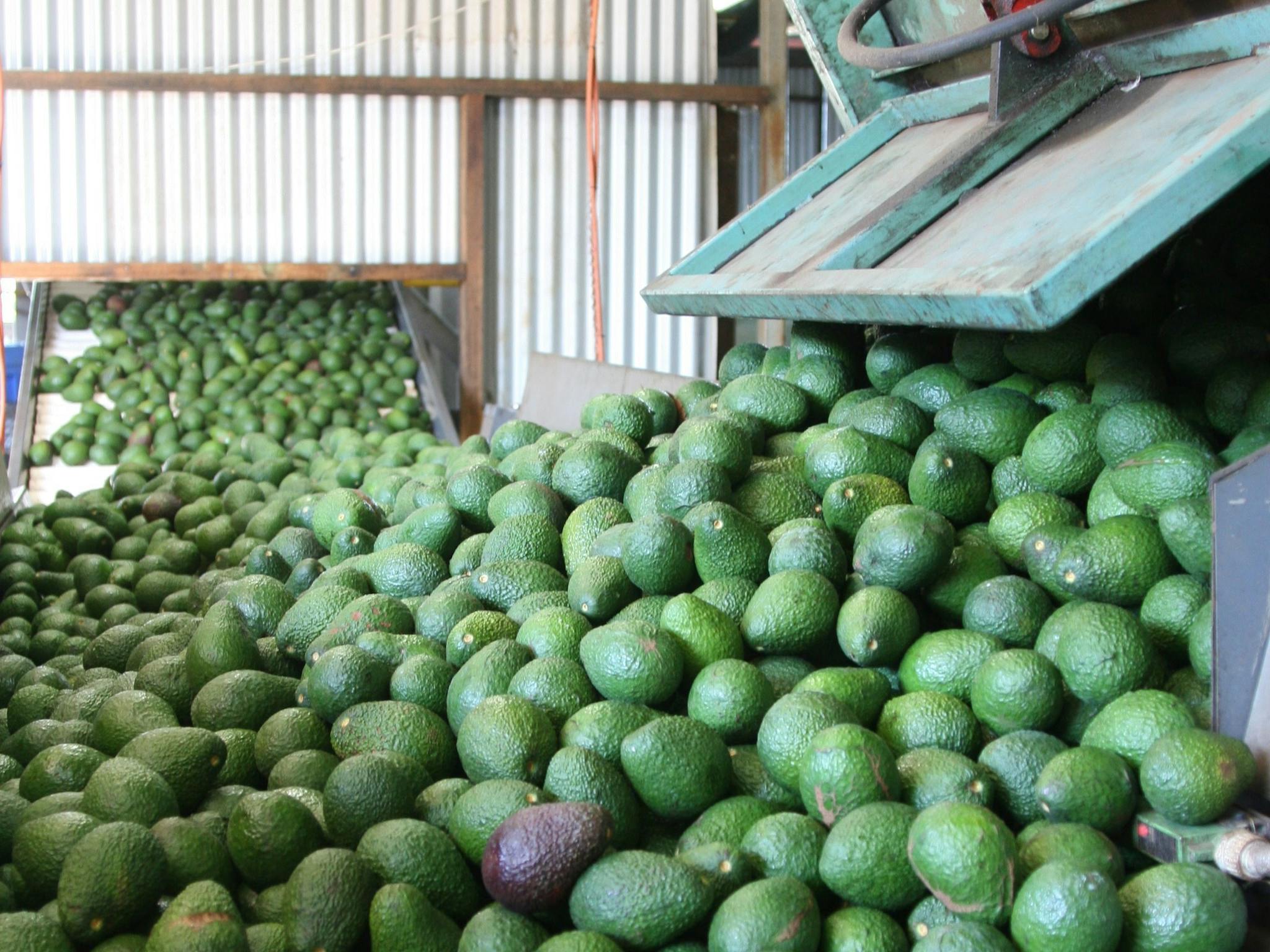Avocados