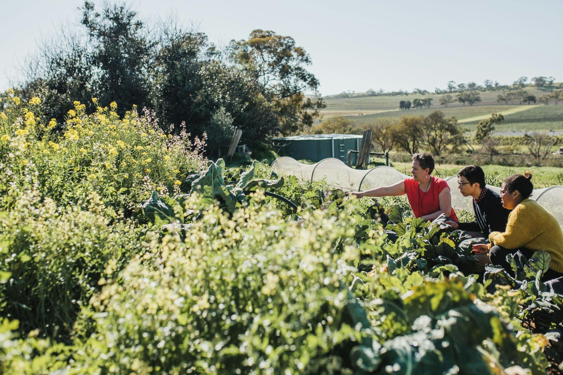 Explore Clare Valley Package—2 Nights