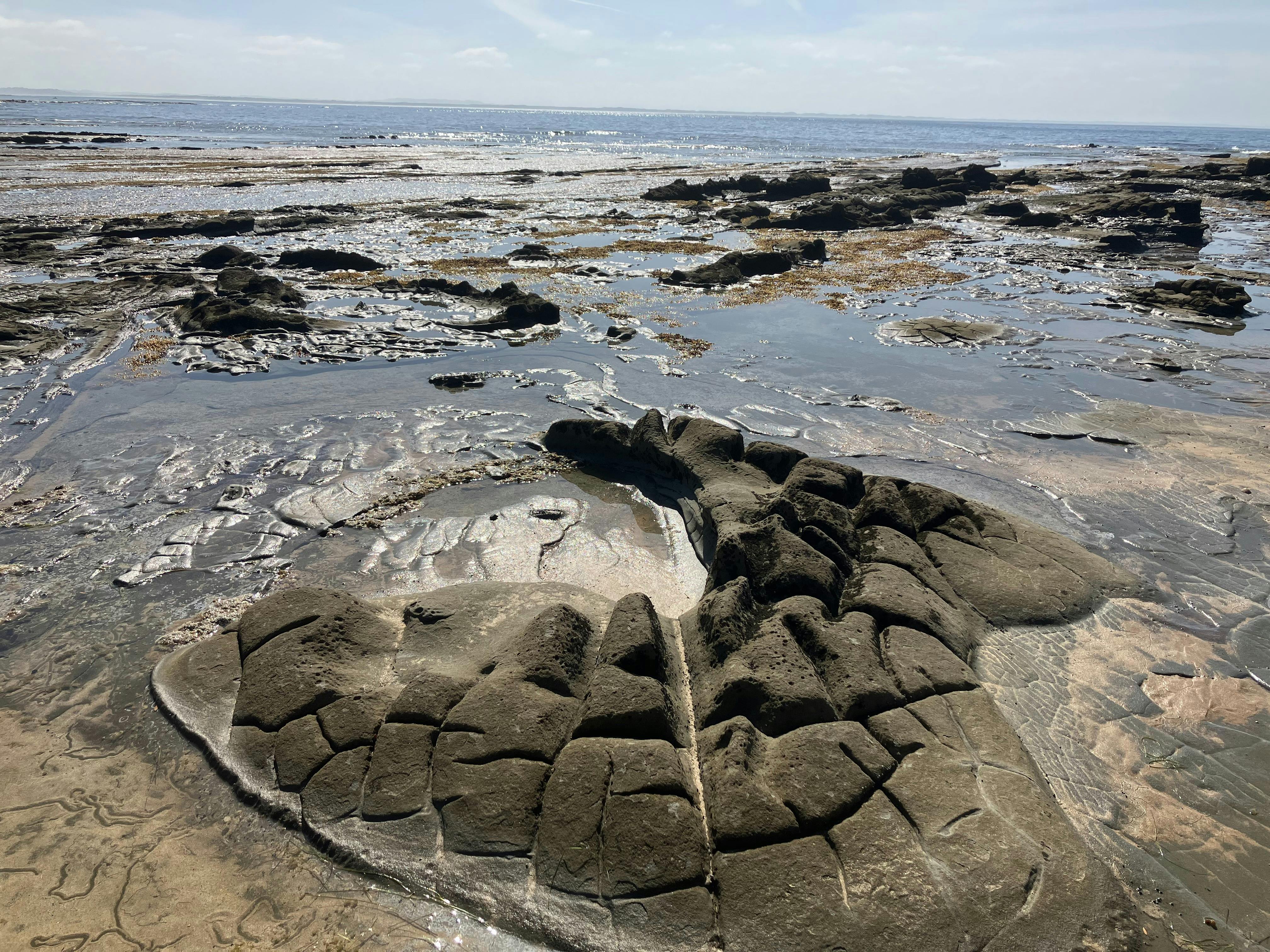 Dinosaur Discovery at Flat Rocks