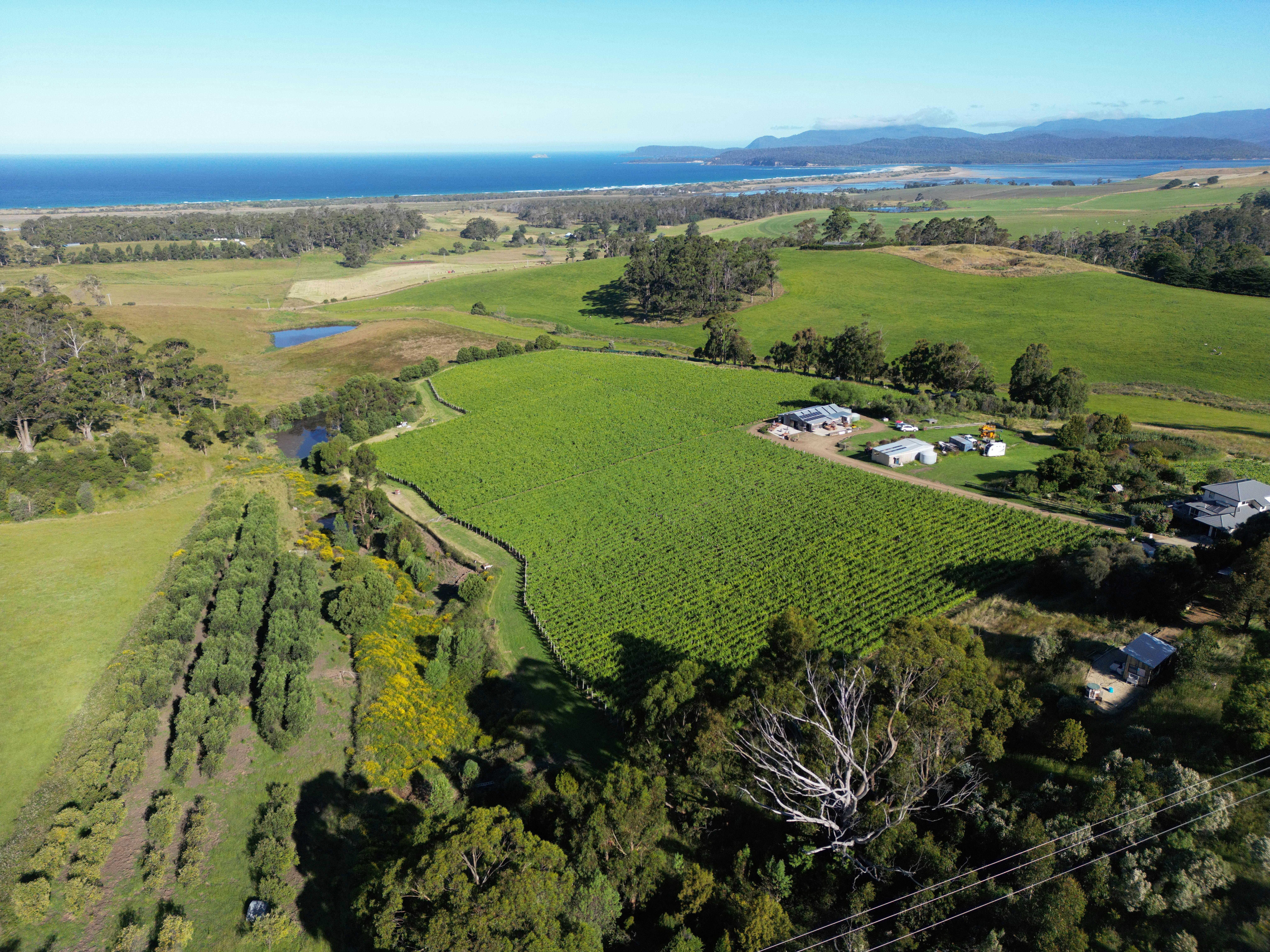 Cape Bernier Vineyard