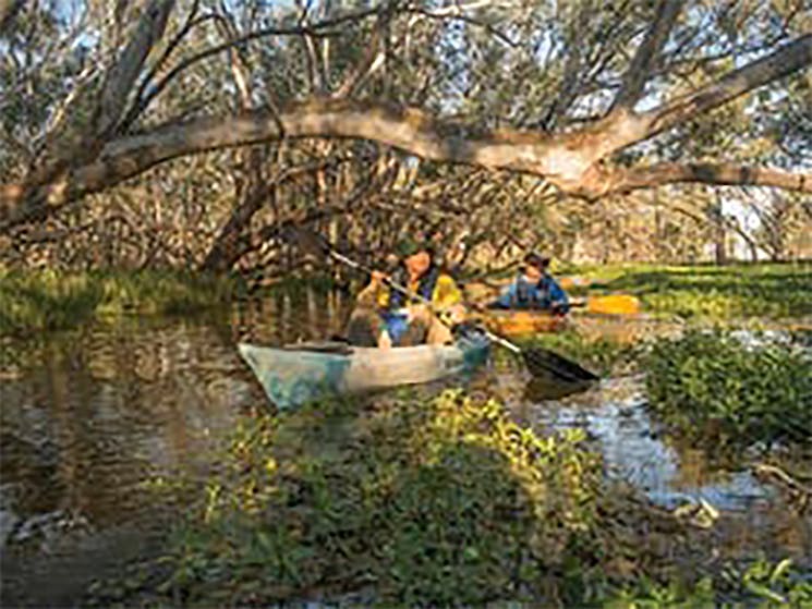 Macquarie Marshes Wetland kayak tour
