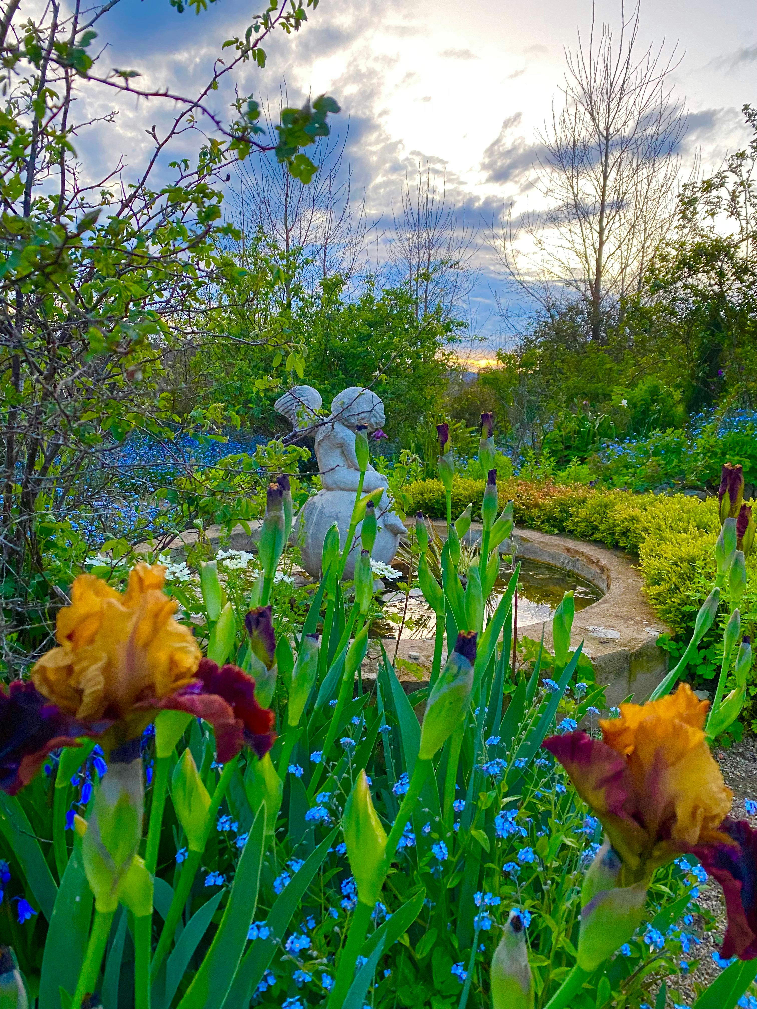 Highfield Gardens in Spring, Iris and Roses aboud.