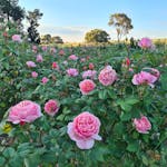 Field of pink roses in bloom