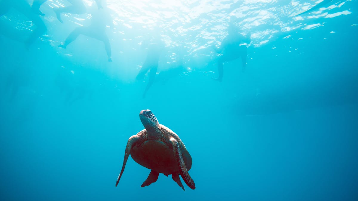 Turtle underwater with swimmers visible on the surface