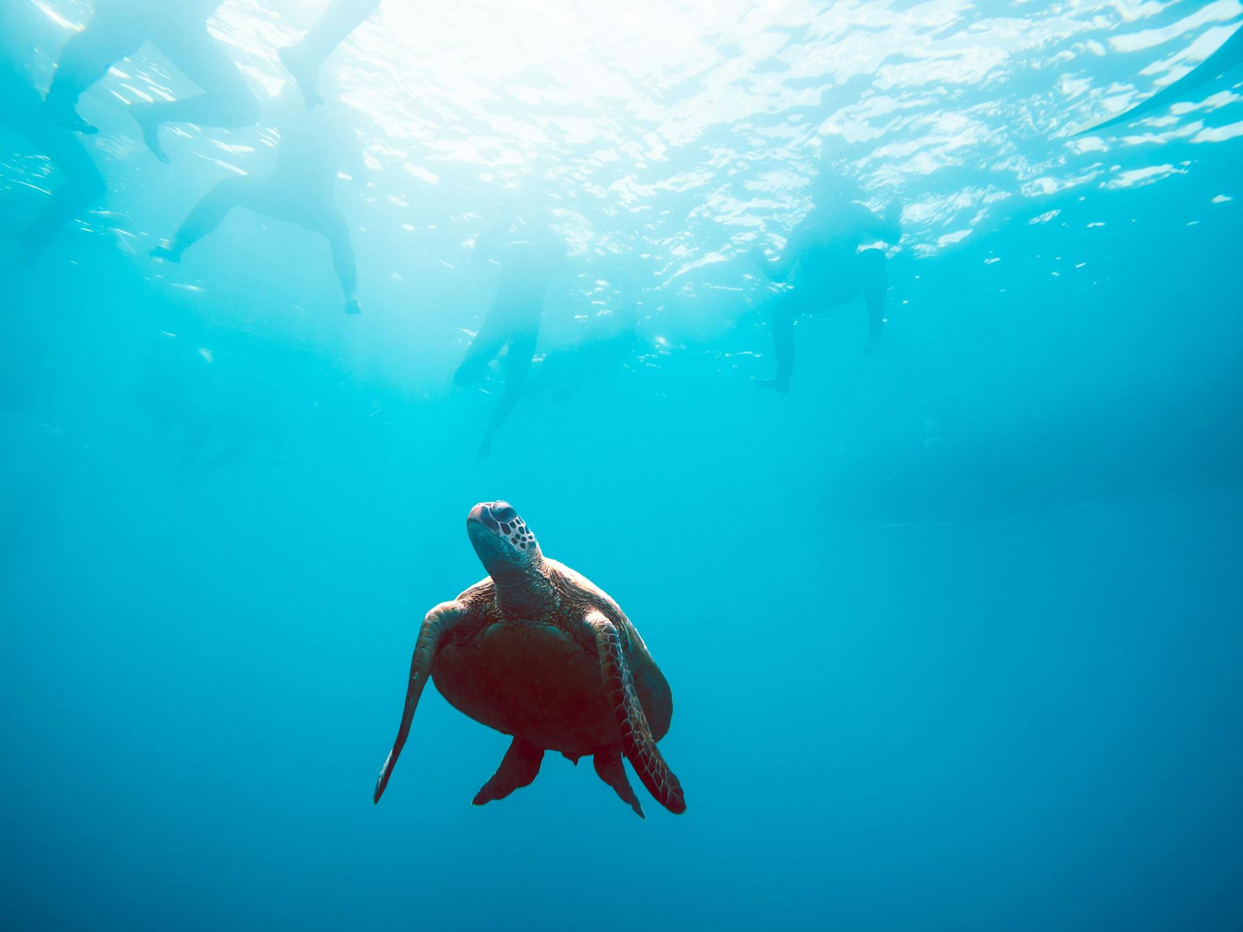 Turtle underwater with swimmers visible on the surface