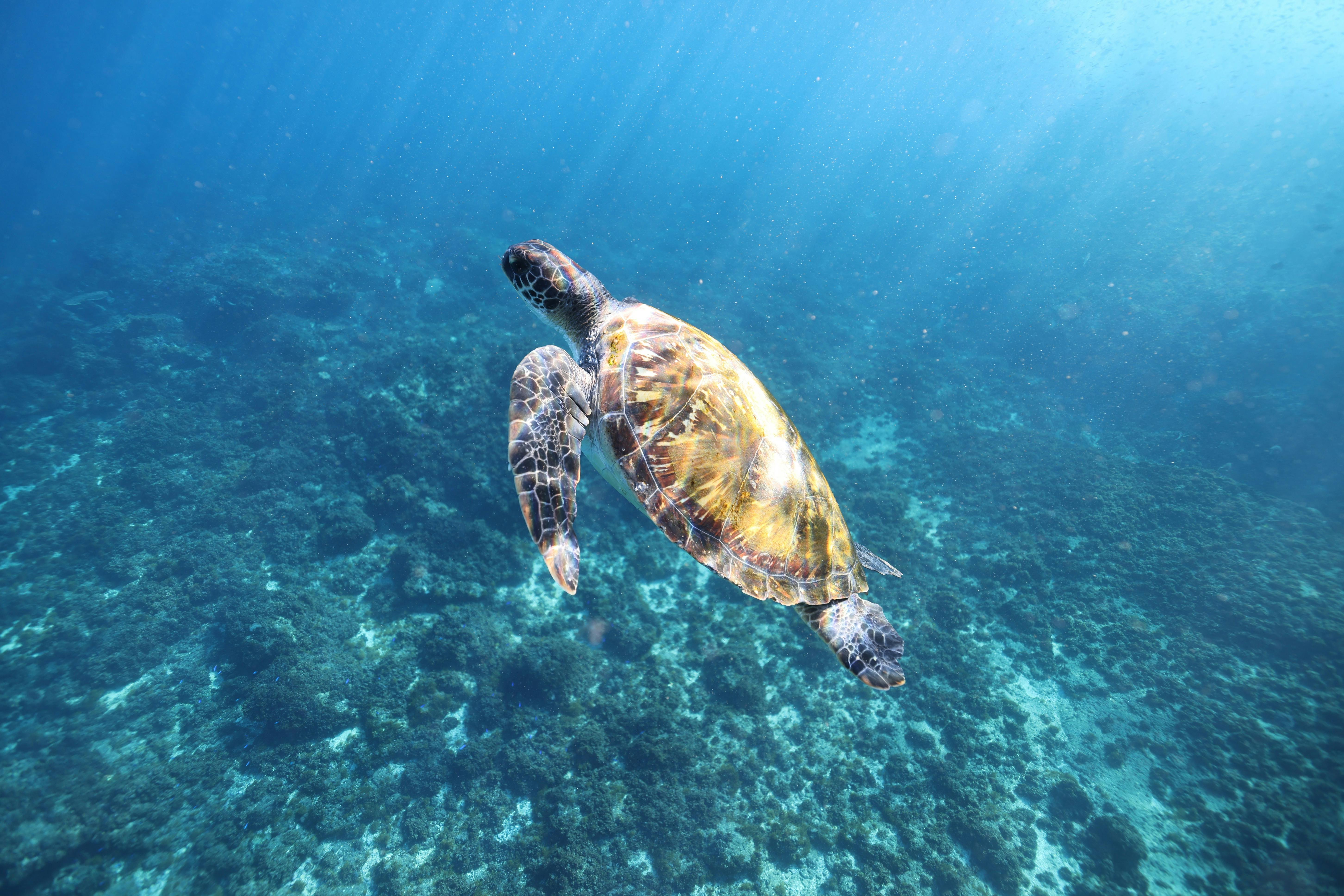 green turtle at nguthungulli
