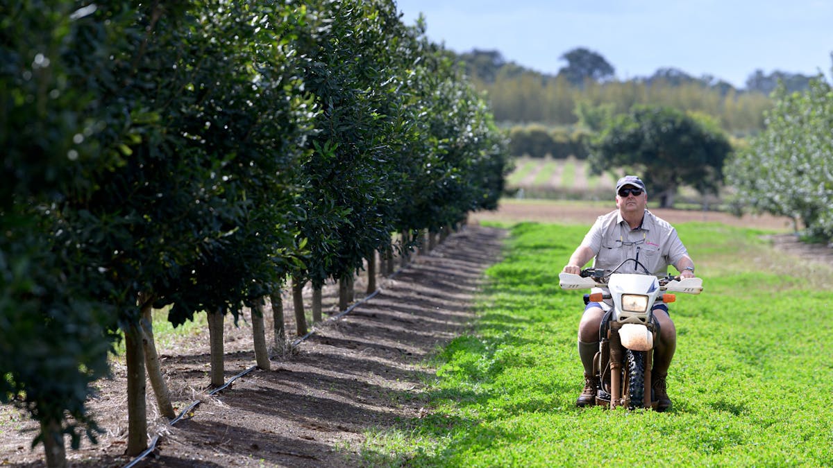 Macadamaia Orchard