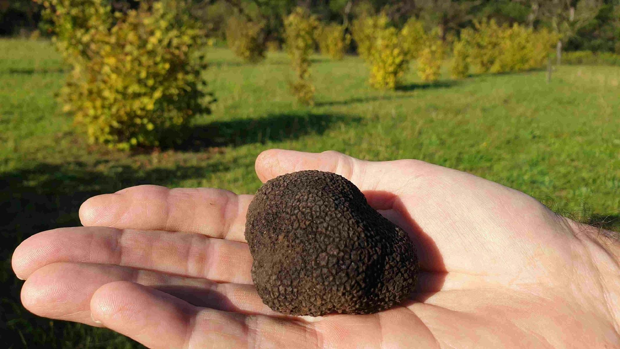 truffle