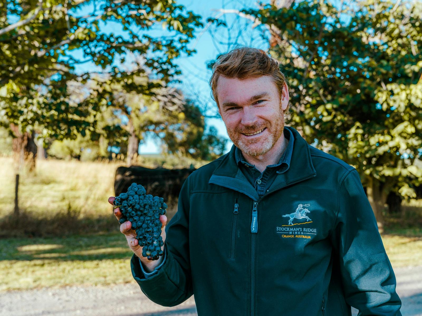 Vigneron holding red wine grapes at Stockmans Ridge Wines