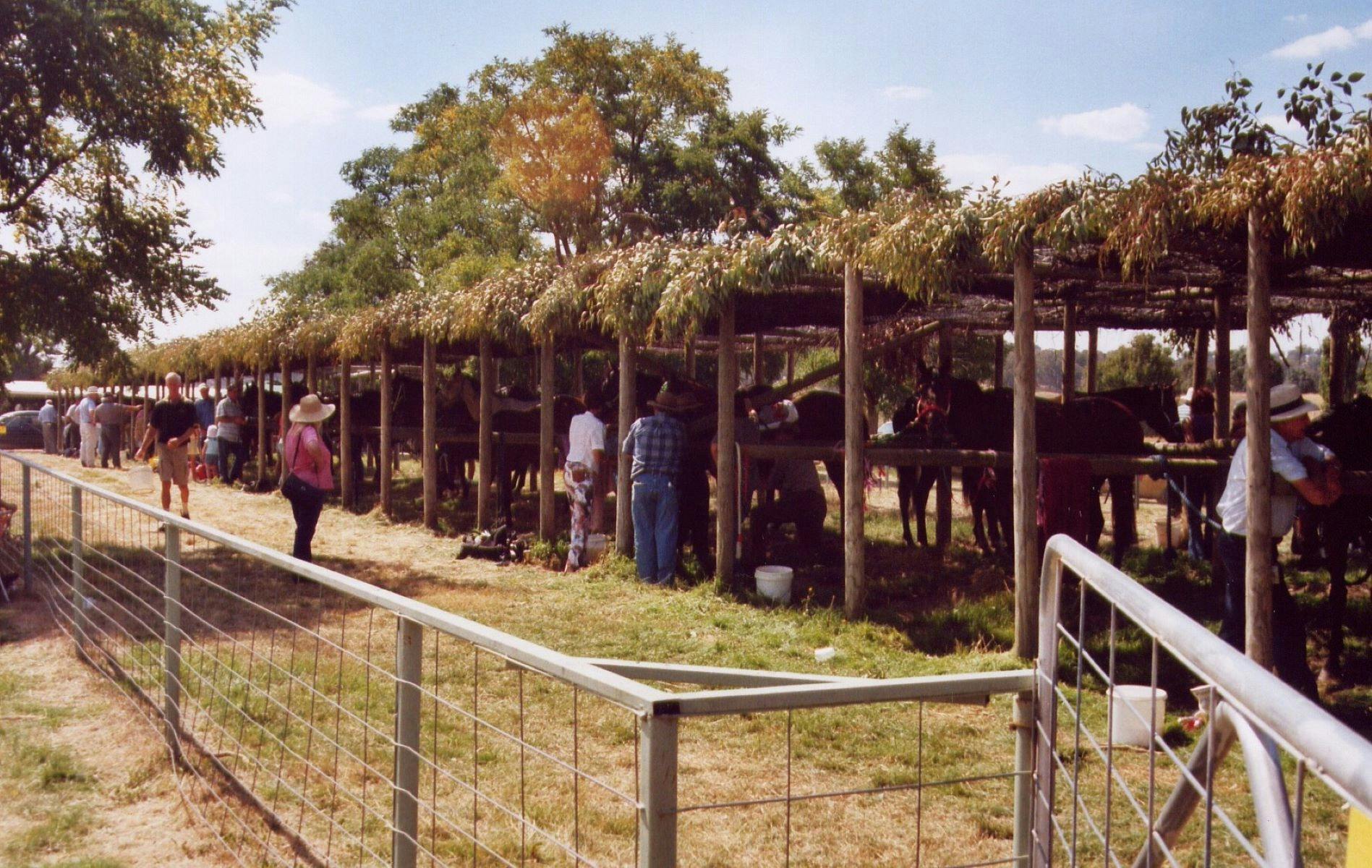 Horses Resting before races