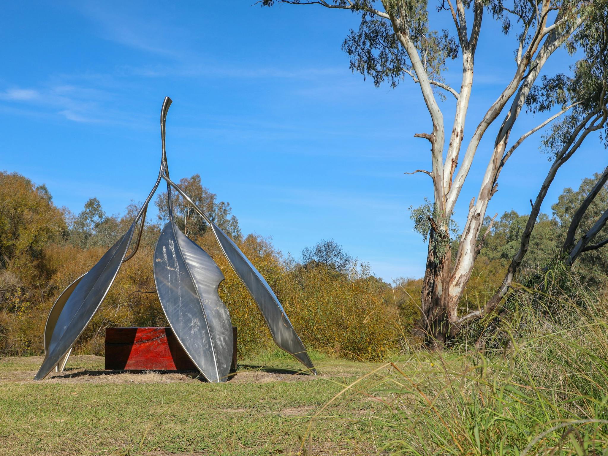 Biyala (Red Gum) by Glennys Briggs and Xavier Pinard