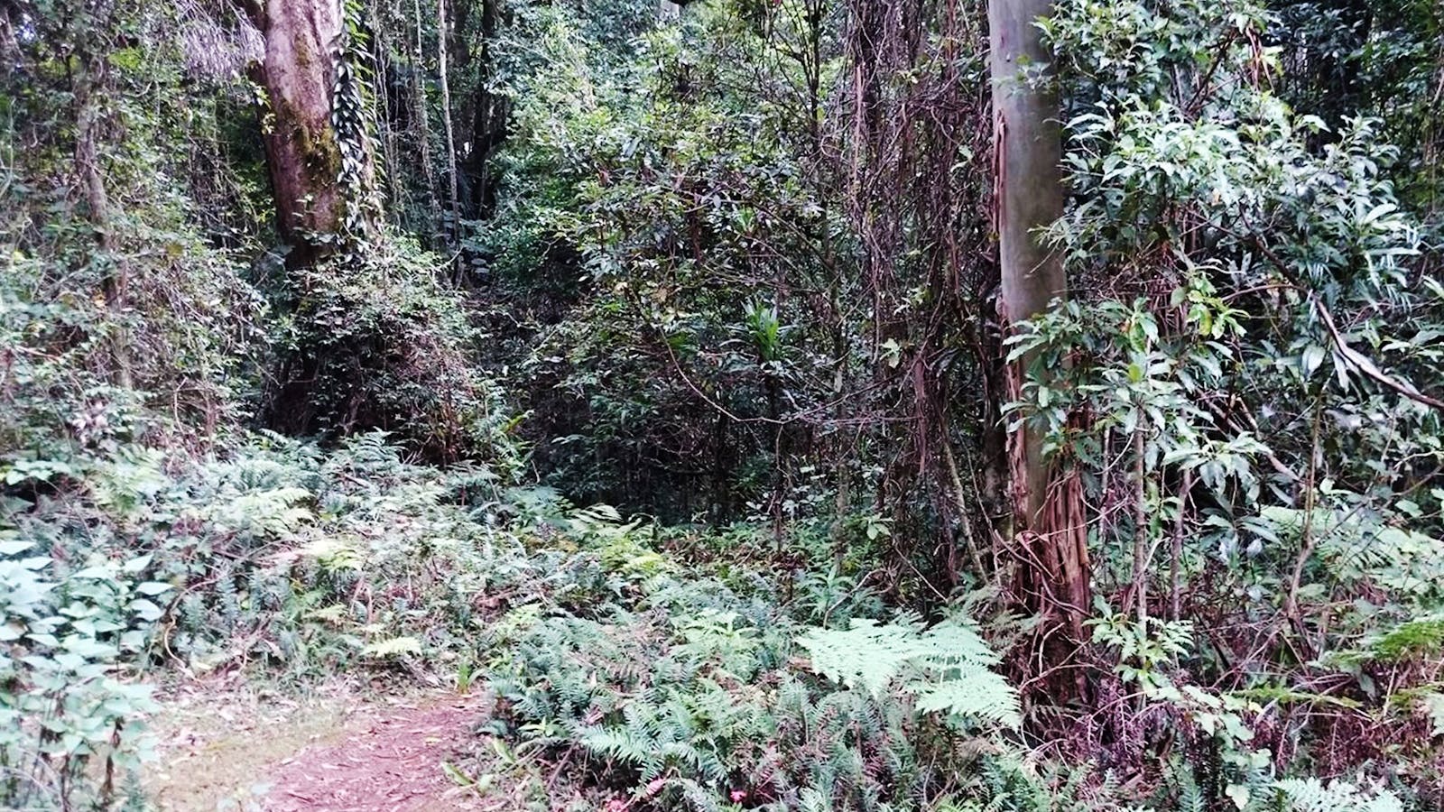 Araucaria Falls track, Main Range National Park
