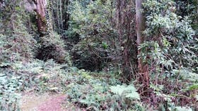 Path through dense rainforest.