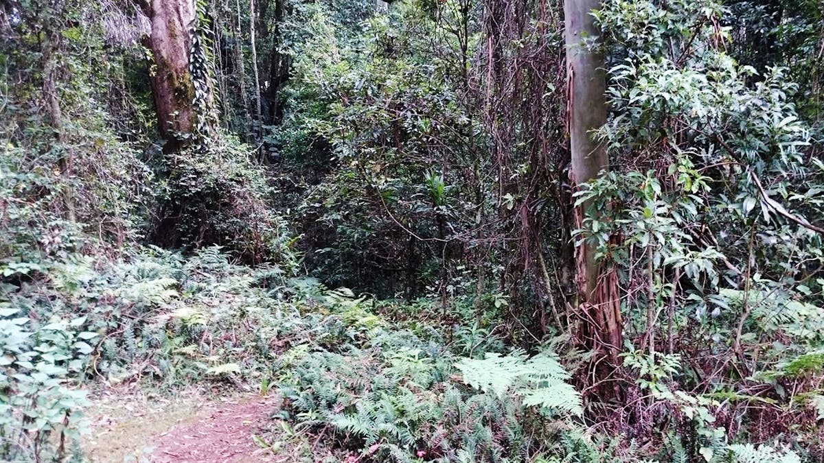 Path through dense rainforest.