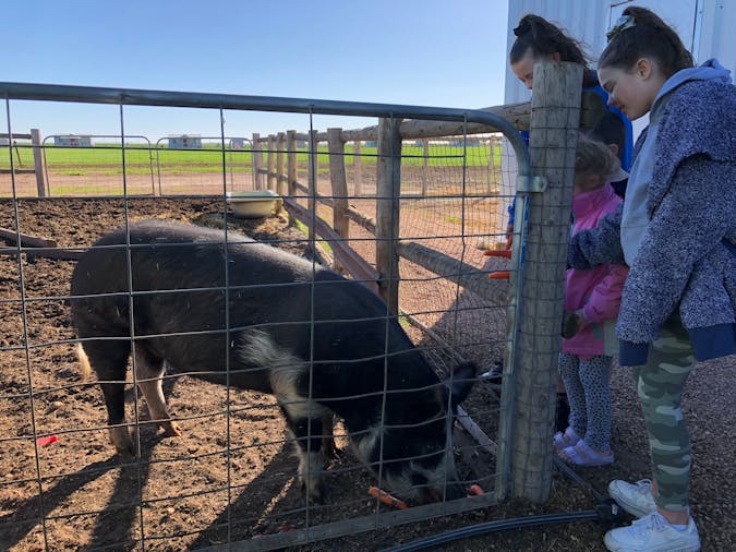 Tarnasey Farm Little Farmer Tours